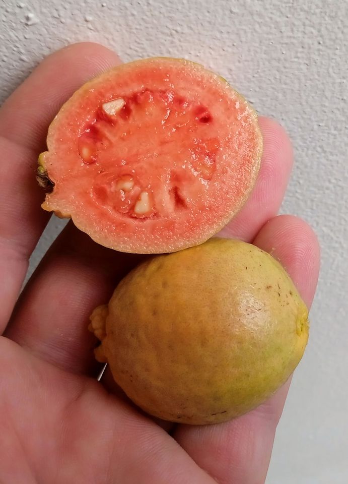 Narrow Leaf Guava (Psidium striatulum)  - 3 fresh seeds / 3 frische Samen