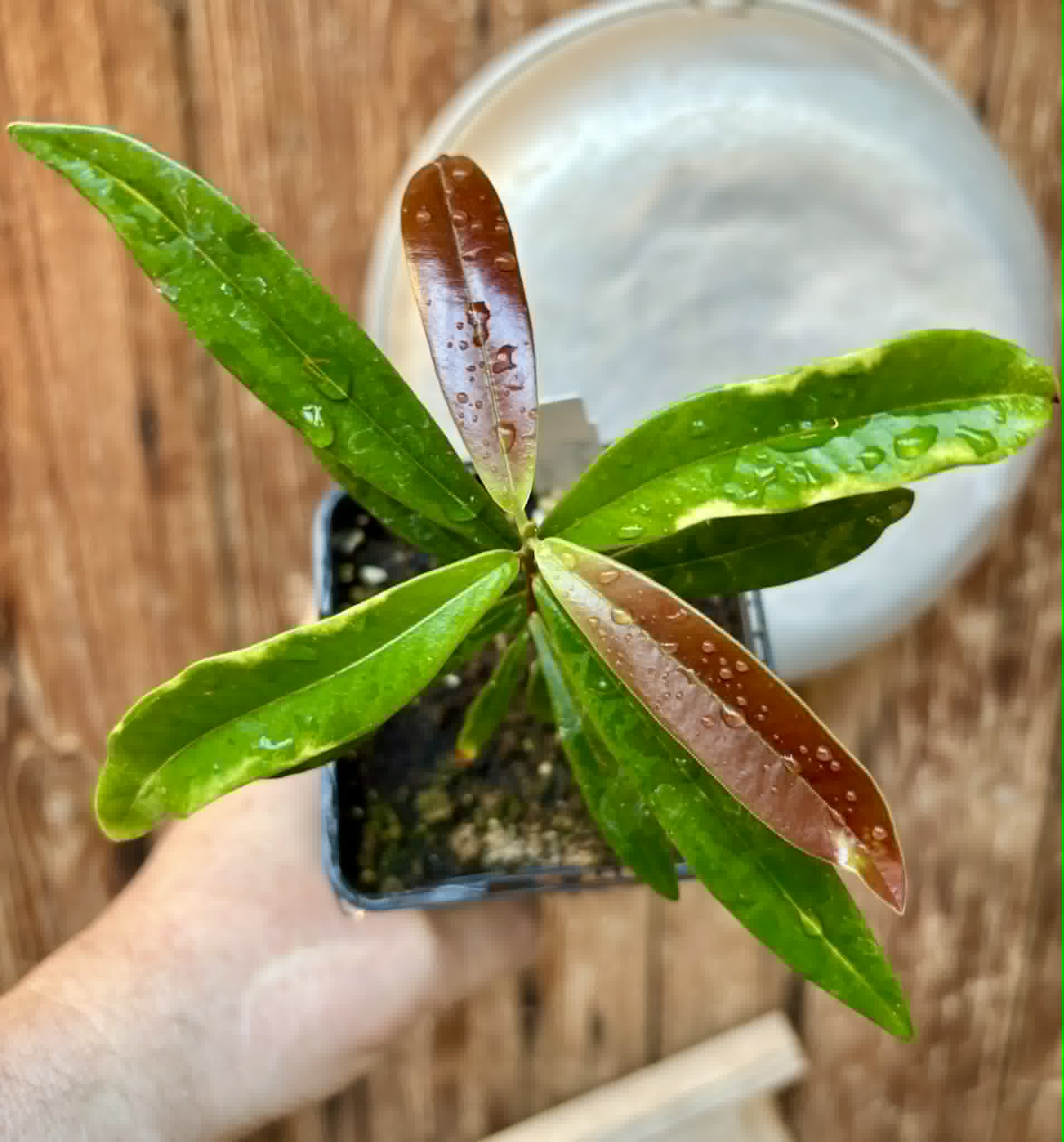 Myrcia luschnathiana -  1 potted seedling / 1 getopfter Sämling