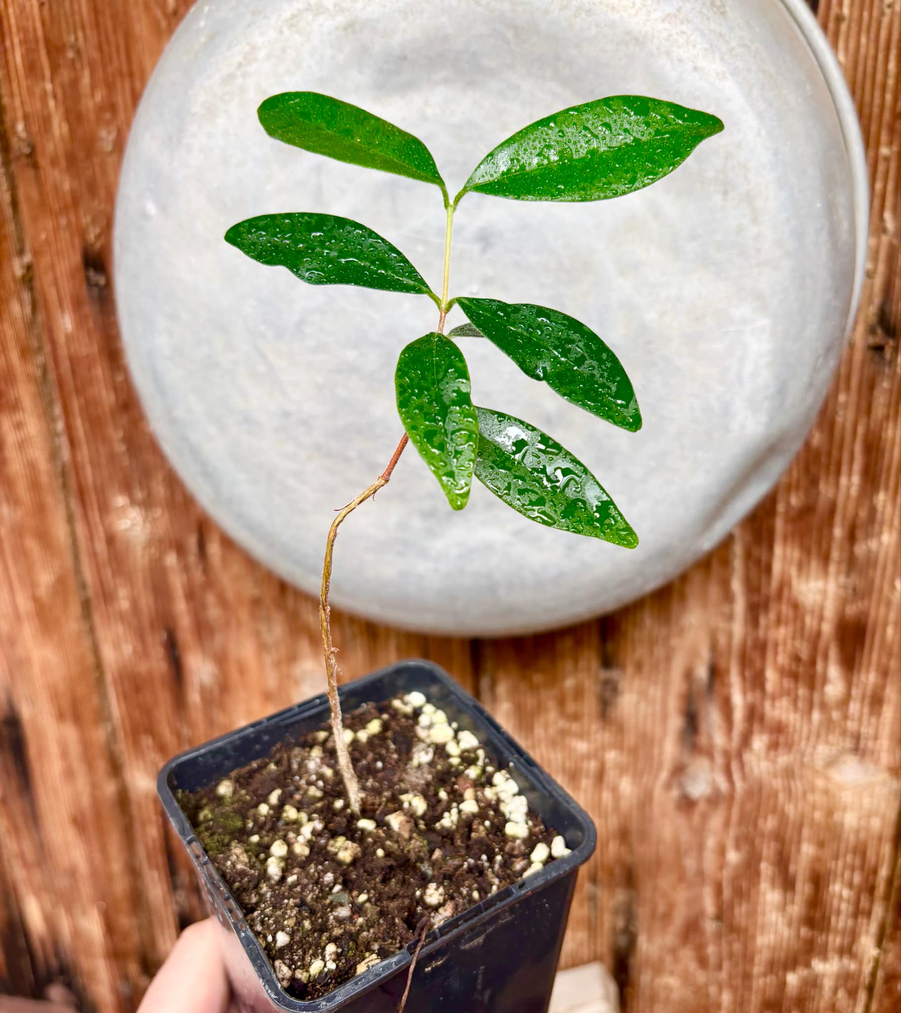 Eugenia caipora BIG - 1 potted plant / 1 getopfte Pflanze Eugenia caipora BIG - 1 potted plant / 1 getopfte Pflanze