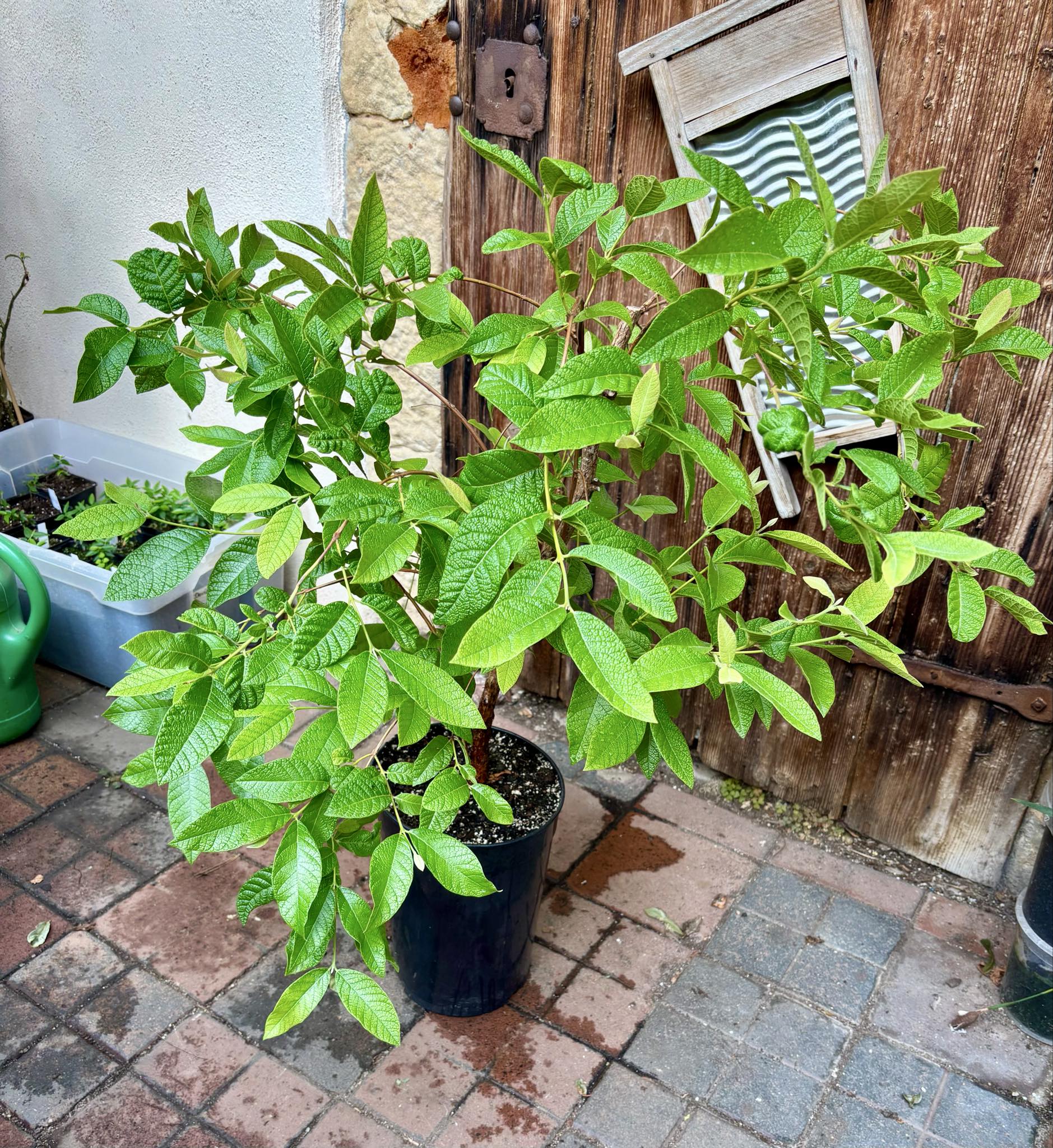 7 years old -  Campomanesia guazumifolia - 1 pottet plant / 1 getopfte Pflanze