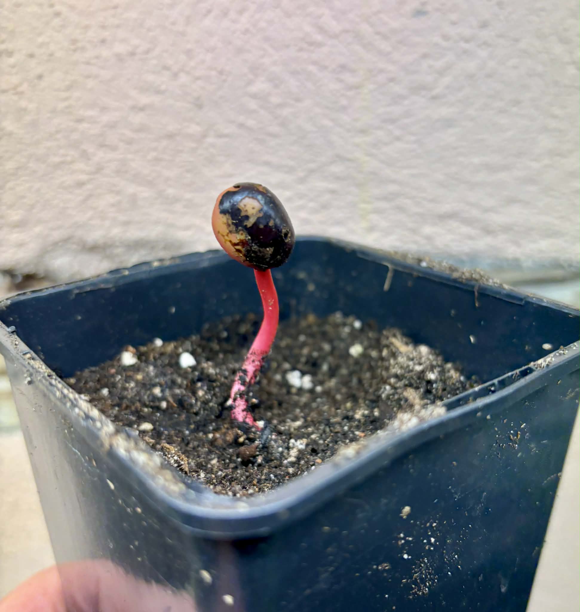 Mararing (Xanthophyllum amoenum) - 1 potted seedling / 1 getopfter Sämling