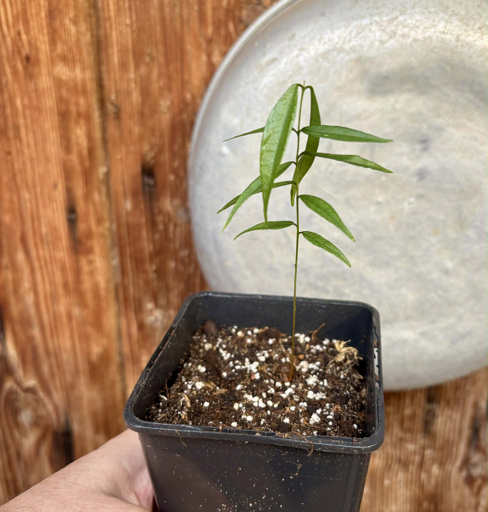 Rainforest Plum (Eugenia candolleana) - 1 potted seedling / 1 getopfter Sämling