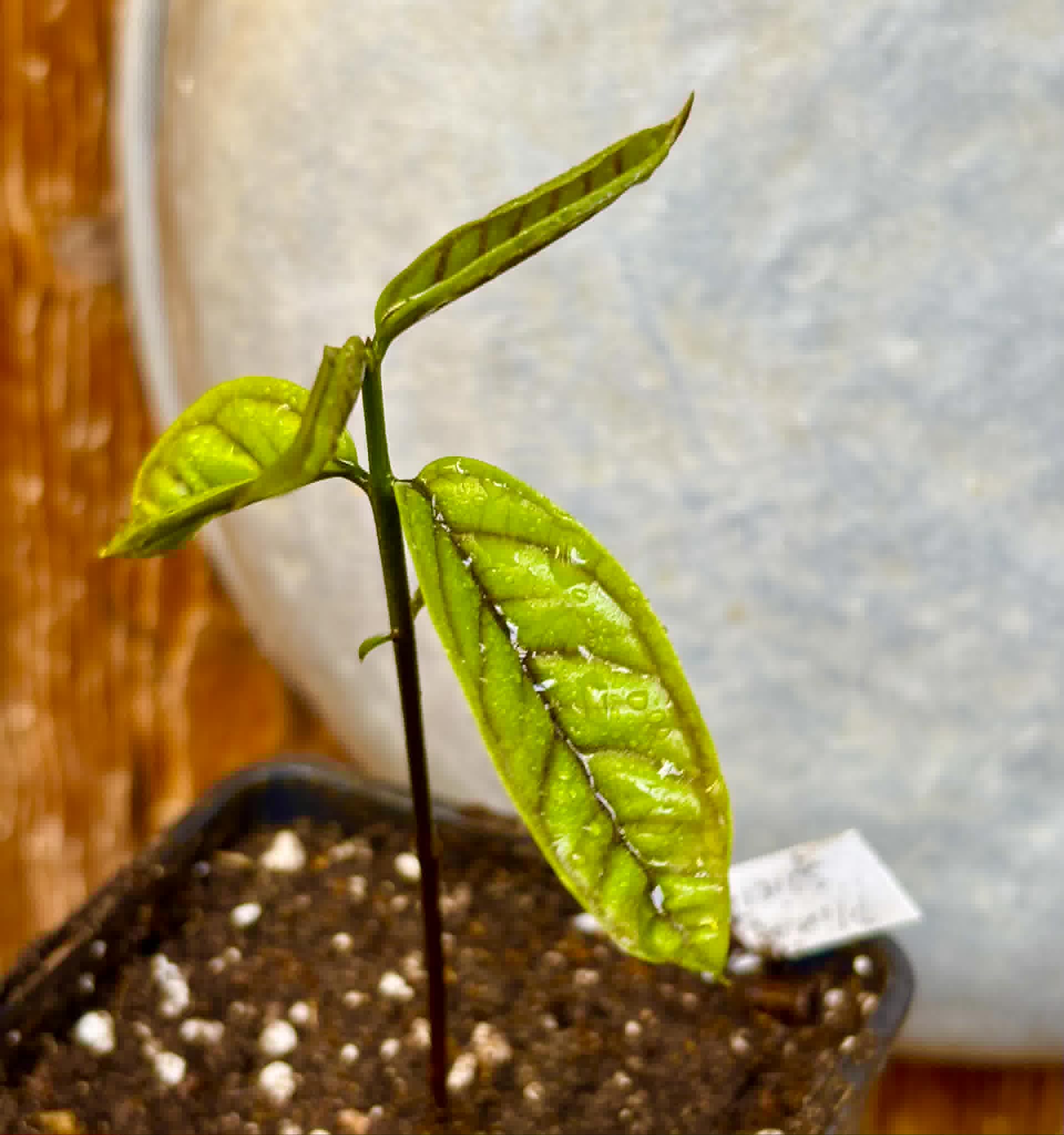 Plinia spiciflora -  1 potted seedling / 1 getopfter Sämling
