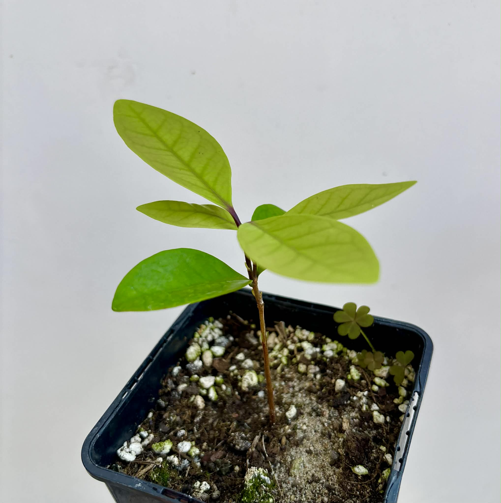 Eugenia rotundifolia var. Maruim - 1 potted seedling / 1 getopfter Sämling