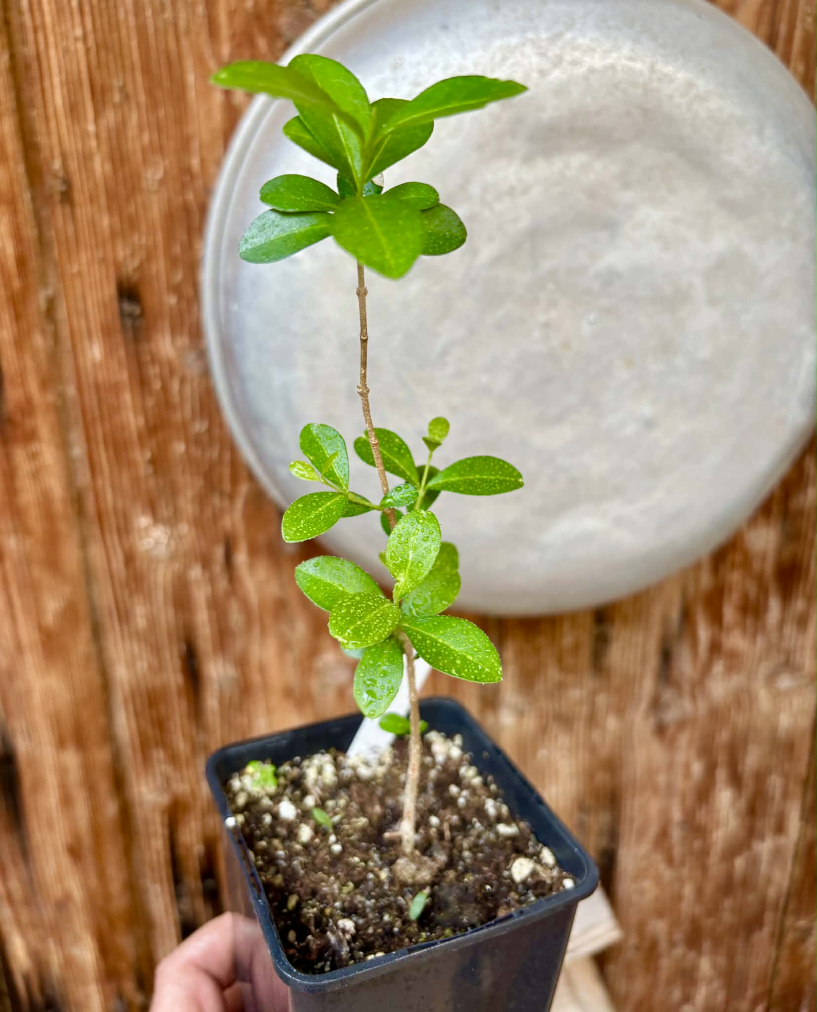 Acerola (Malpighia glabra) - 1 potted seedling / 1 getopfter Sämling