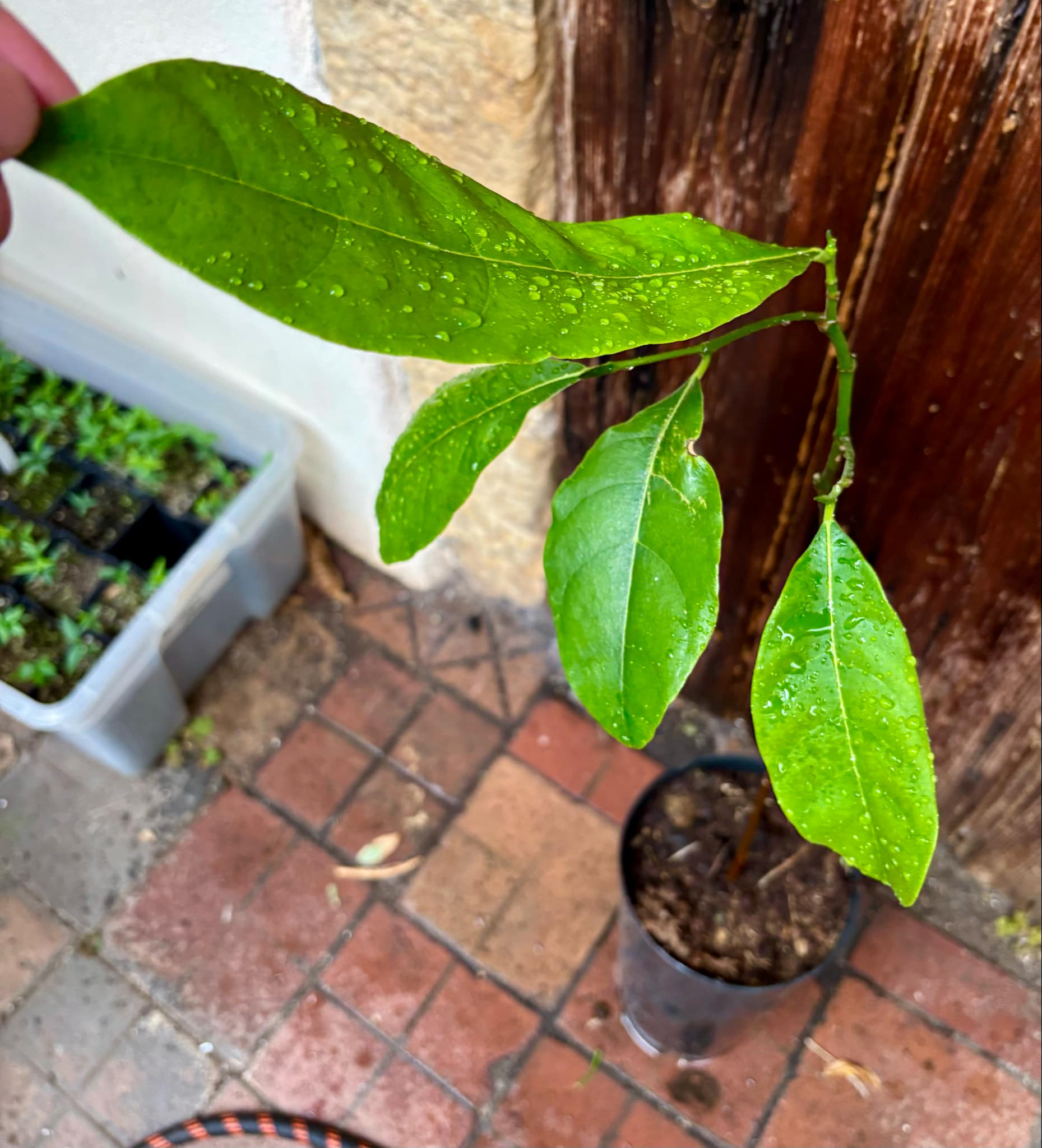 3 years old - Red Jackfruit (Artocarpus heterophyllus) - 1 pottet plant, 1 getopfte Pflanze