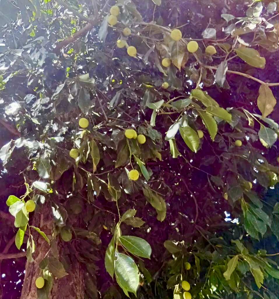 Zollernia ilicifolia - 1 fresh seed / 1 frischer Samen