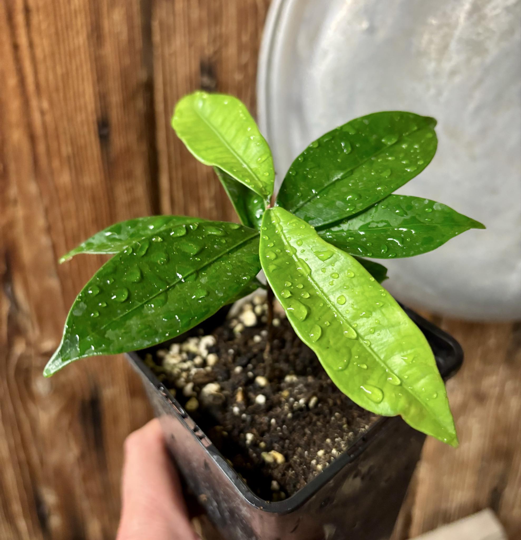 Baguaçu (Eugenia astringens) - 1 potted plant / 1 getopfte Pflanze