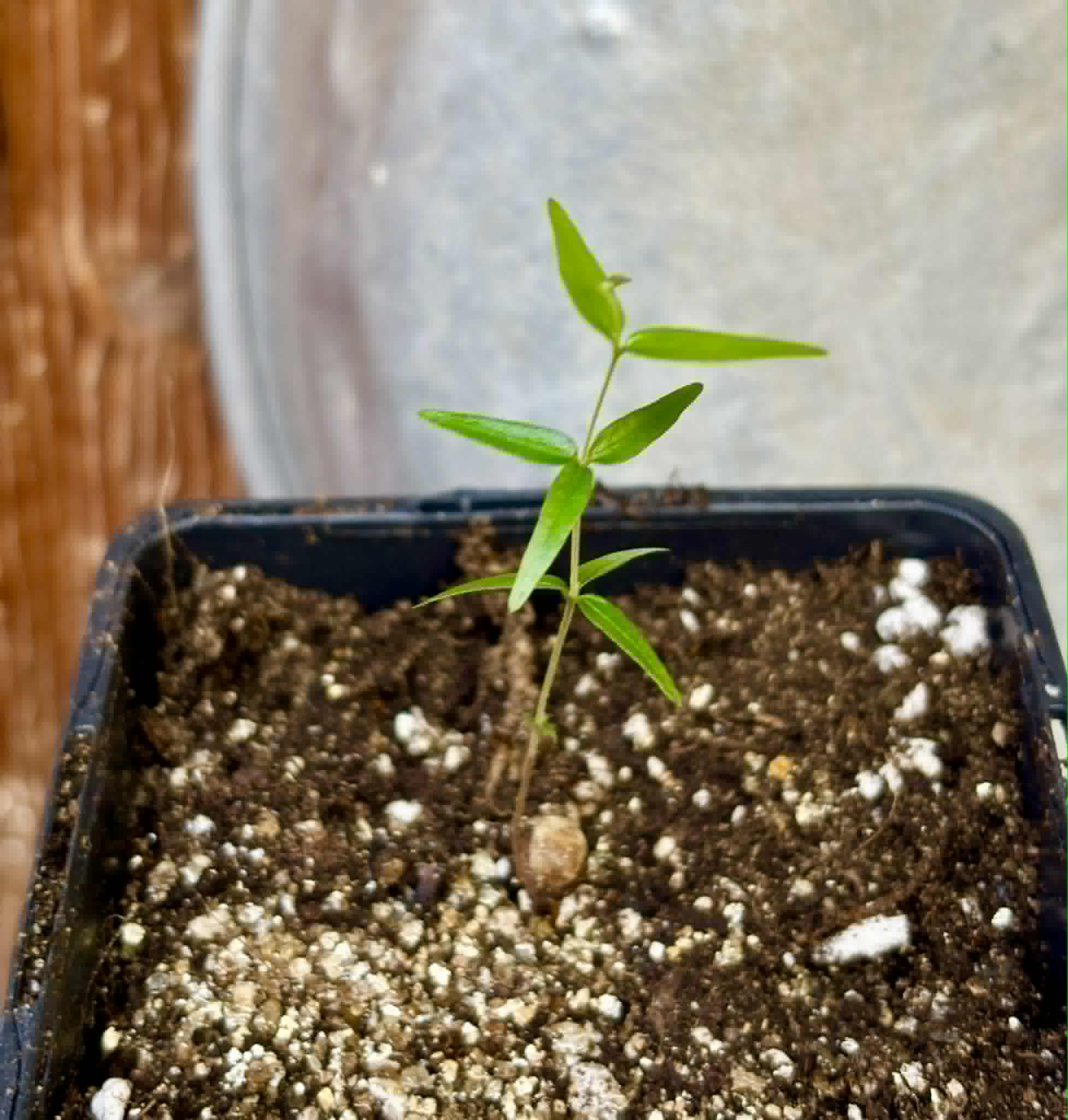 Myrciaria sp Cheirosa azul  - 1 potted seedling / 1 getopfter Sämling