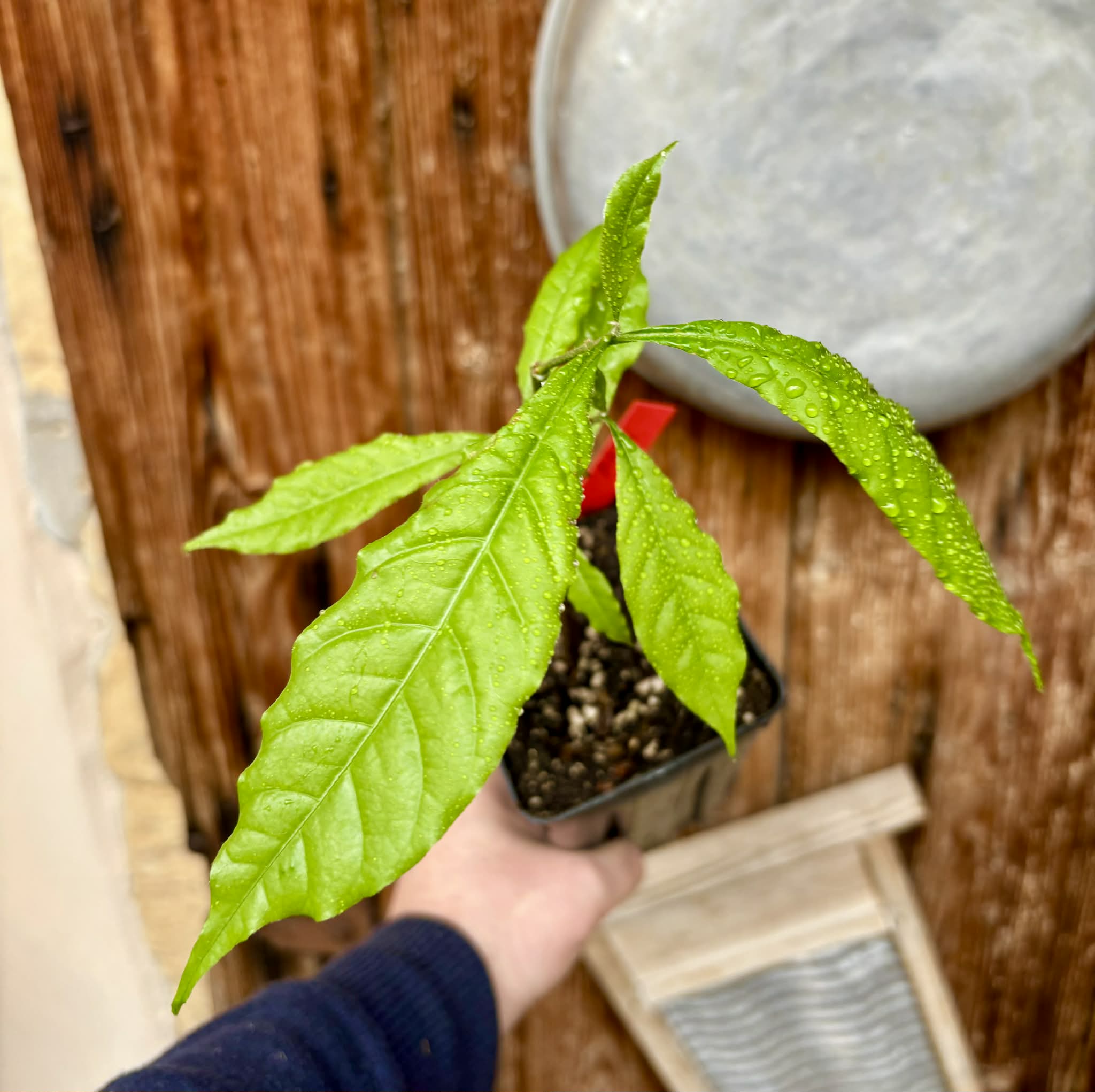 Abiu (Pouteria caimito) - 1 potted plant / 1 getopfte Pflanze