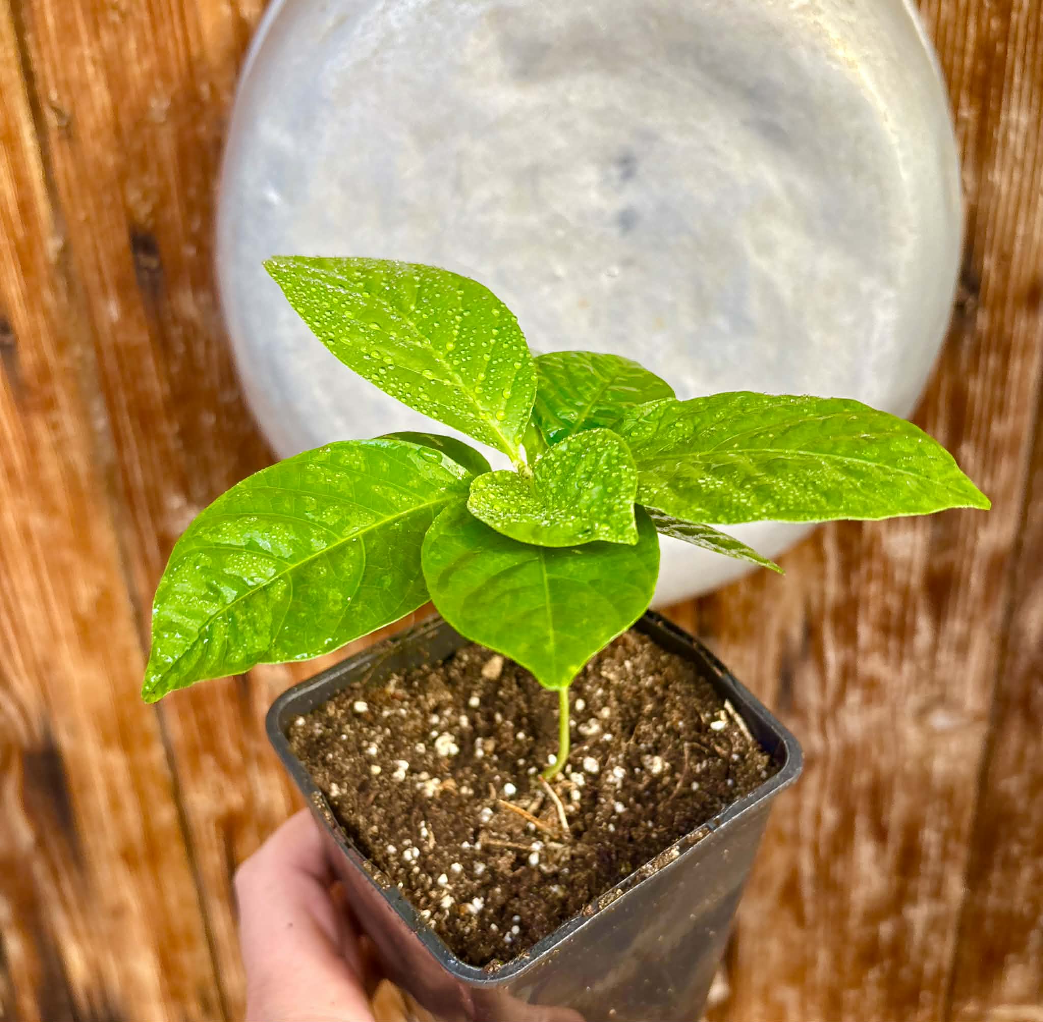 Passiflora quadrangularis - 1 potted seedling / 1 getopfter Sämling