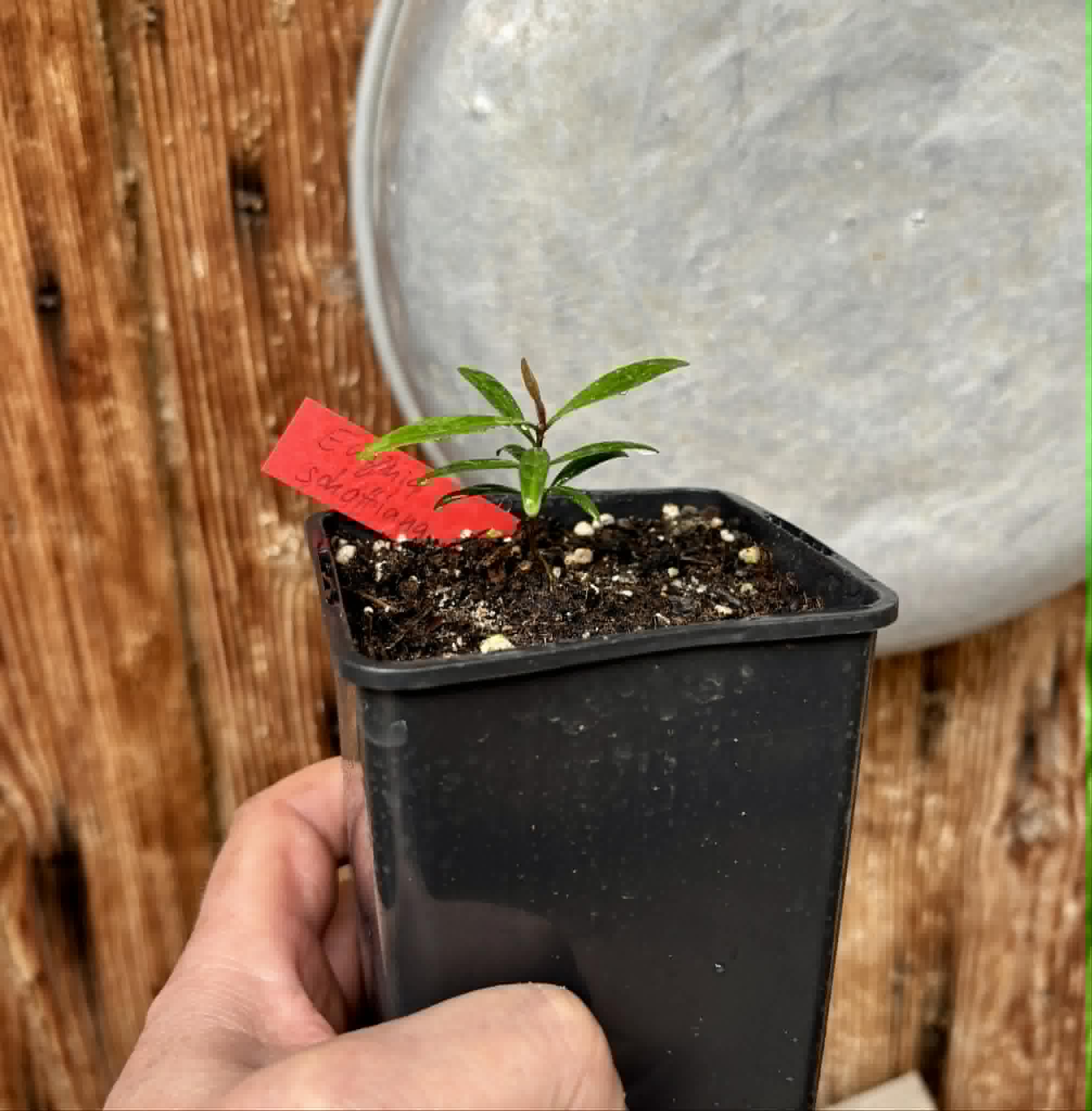 Eugenia schottiana -  1 small potted seedling / 1 kleiner, getopfter Sämling