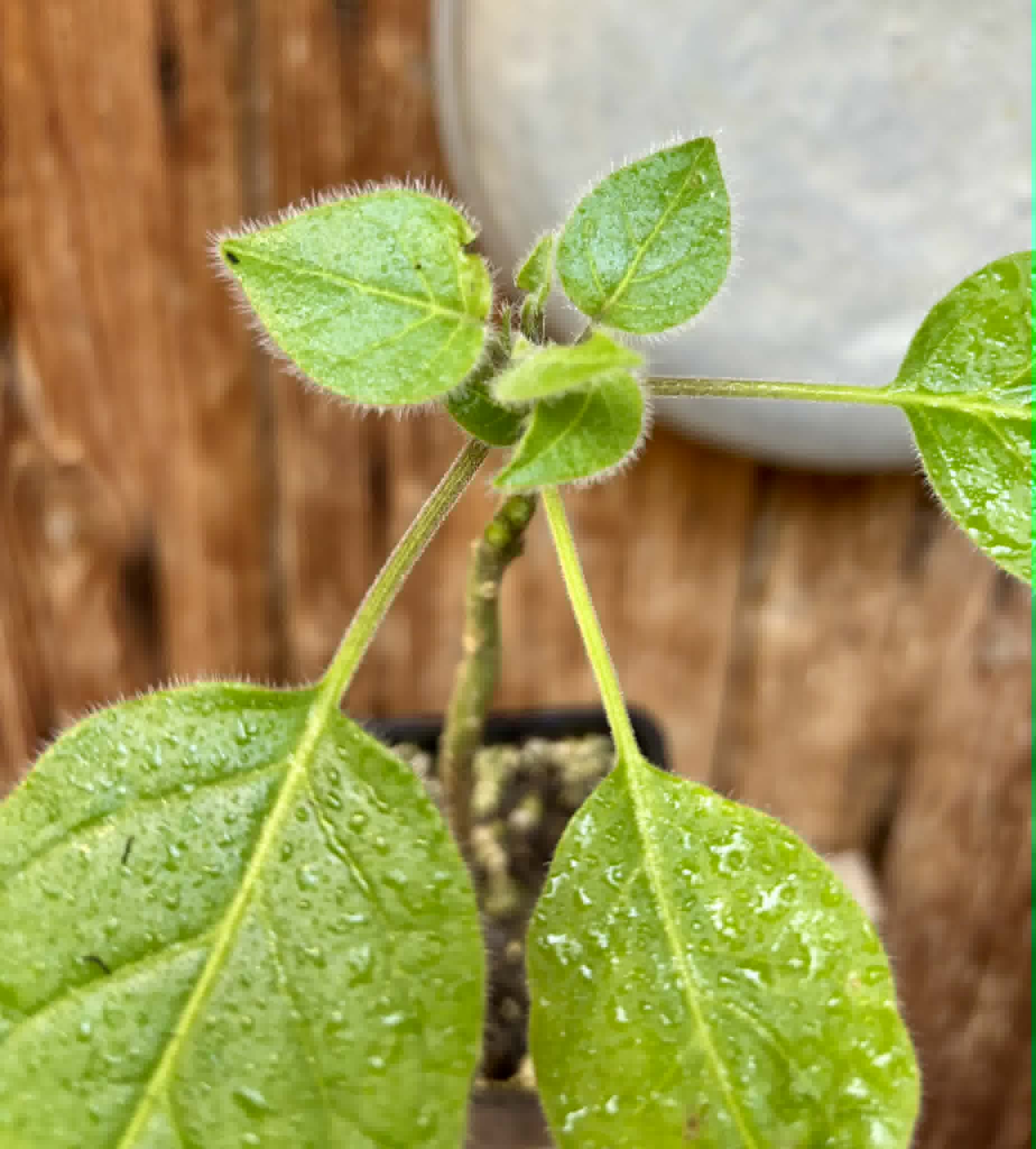 Solanum sibundoyense - 1 potted plant / 1 getopfte Pflanze