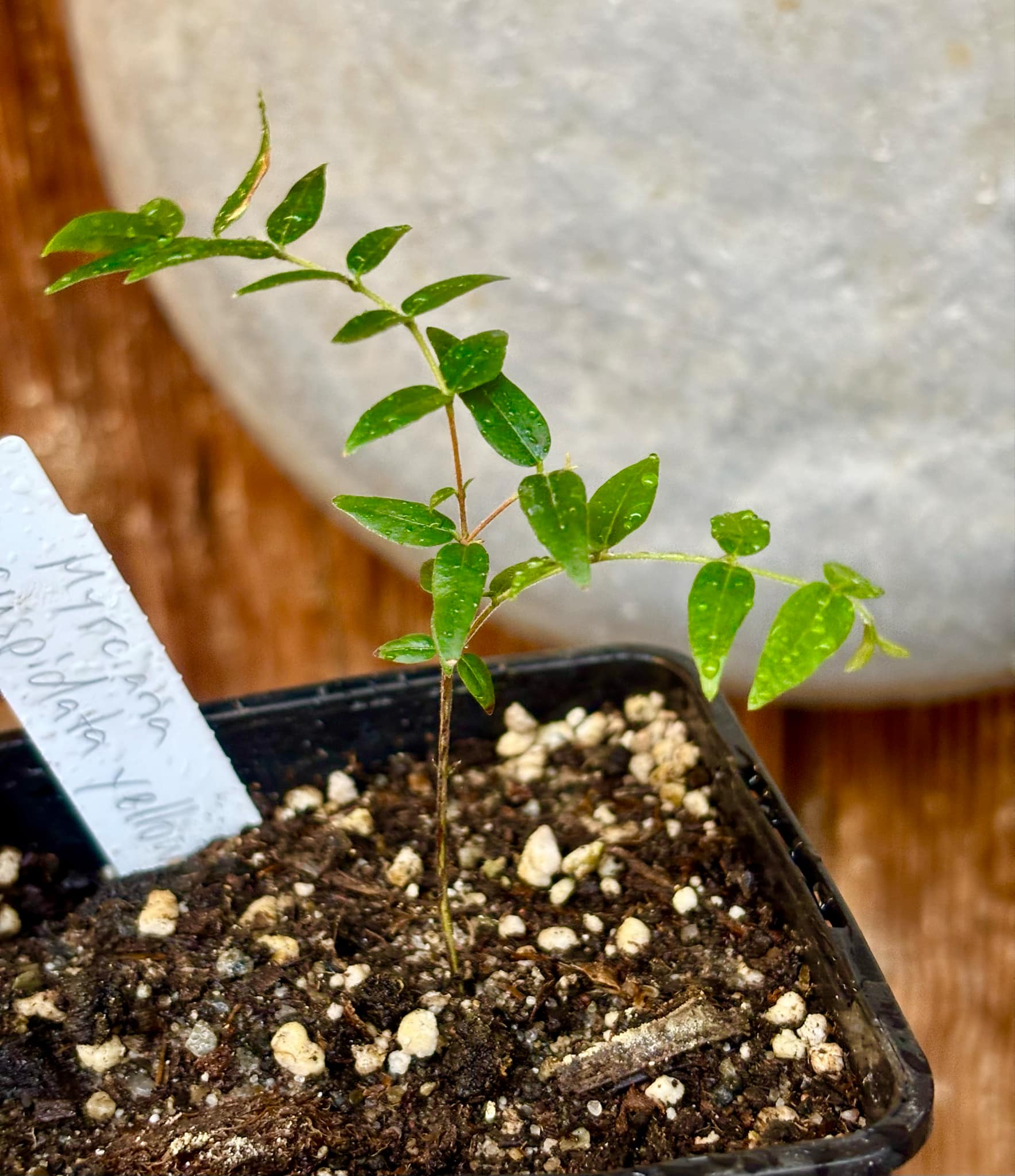 Myrciaria cuspidata YELLOW - 1 small potted plant / 1 kleine, getopfte Pflanze
