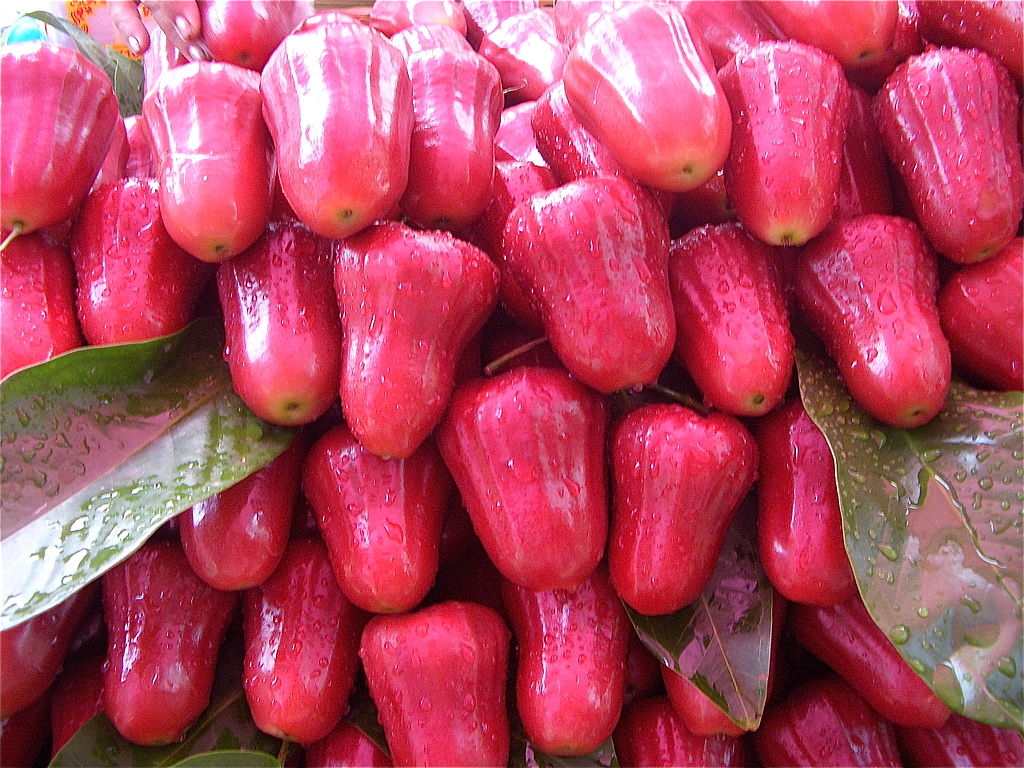 Java Apple (Syzygium samarangense) - 3 fresh seeds / 3 frische Samen