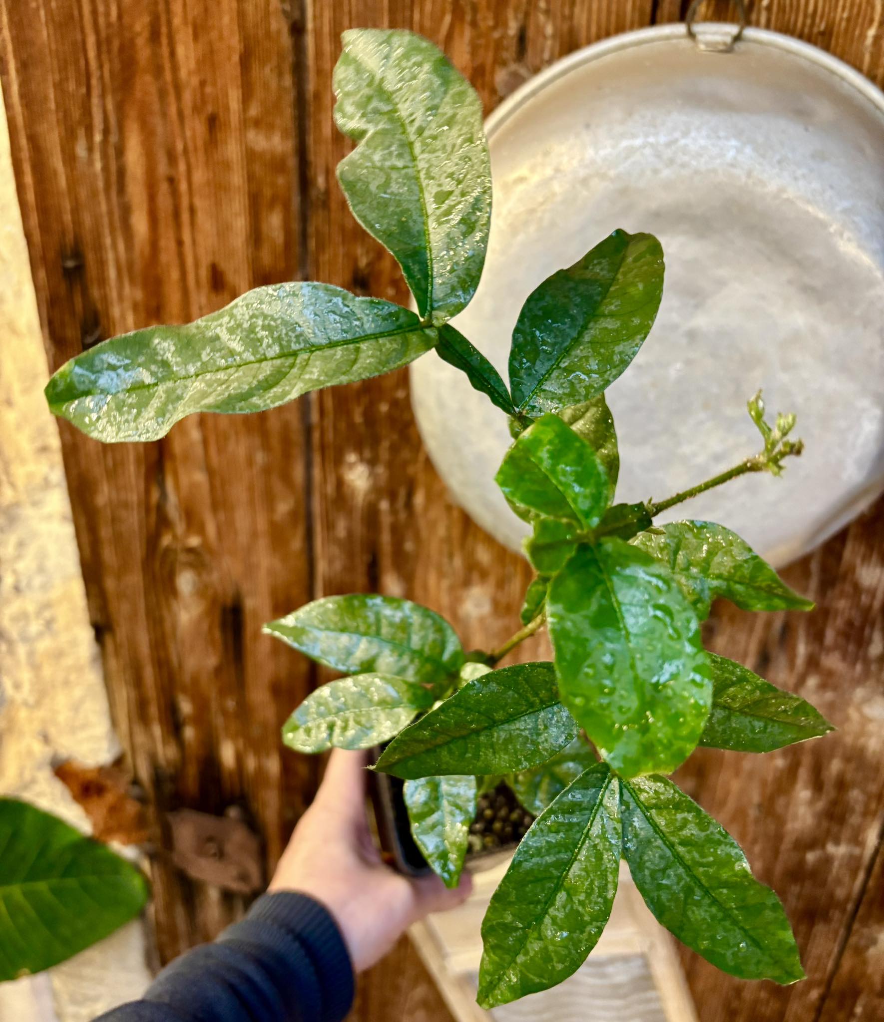 Inga spectabilis - Machete Ice cream bean - 1 potted plant / 1 getopfte Pflanze
