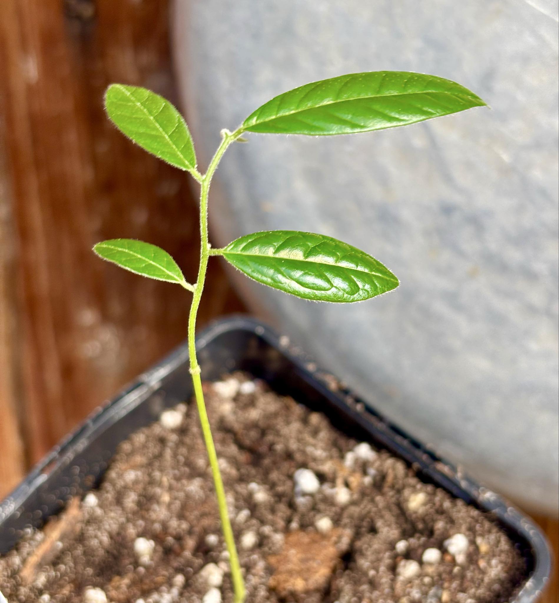Uvaria hirsuta -  1 potted plant / 1 getopfte Pflanze