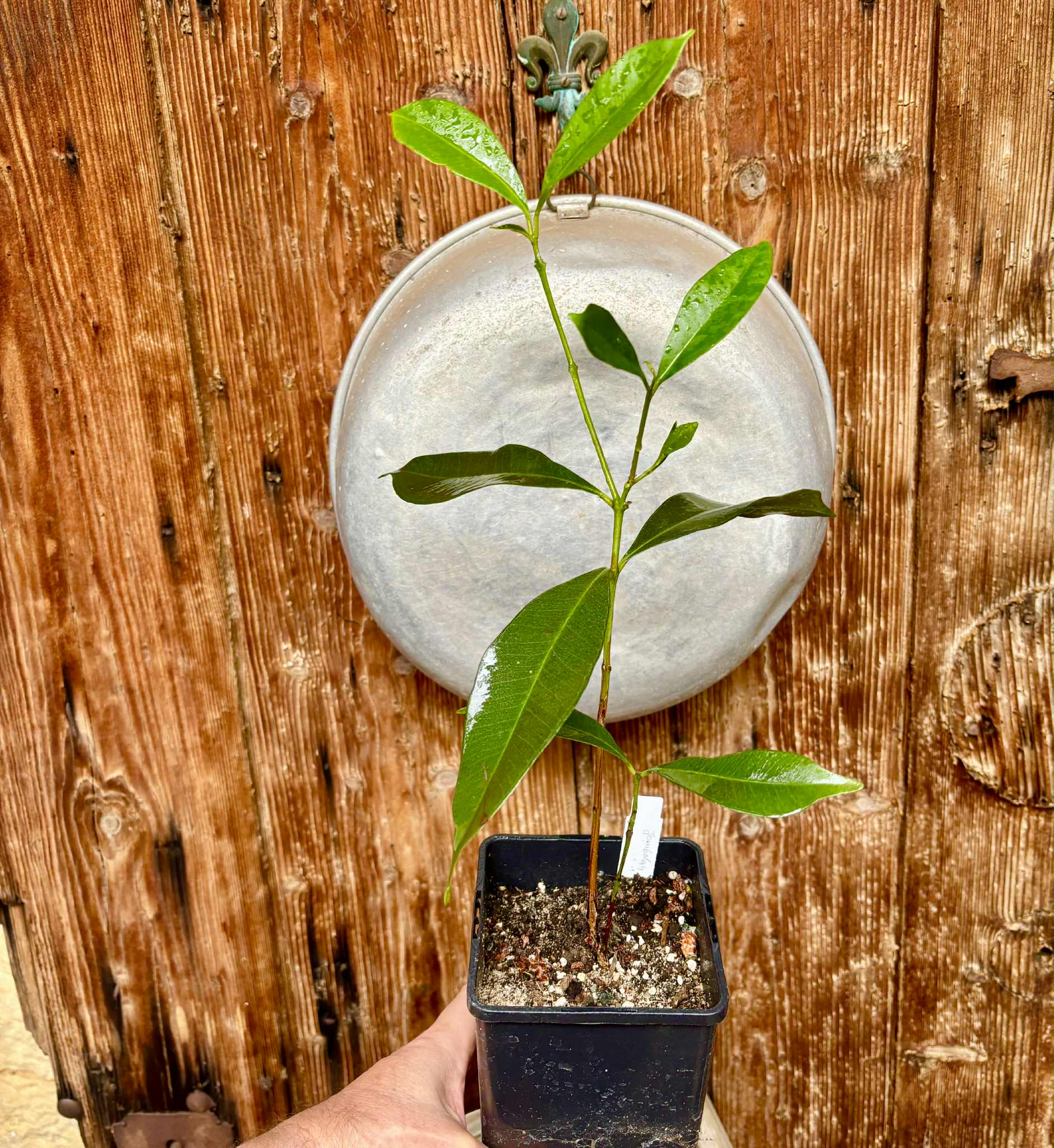 Syzygium cumini - 1 potted plant / 1 getopfte Pflanze
