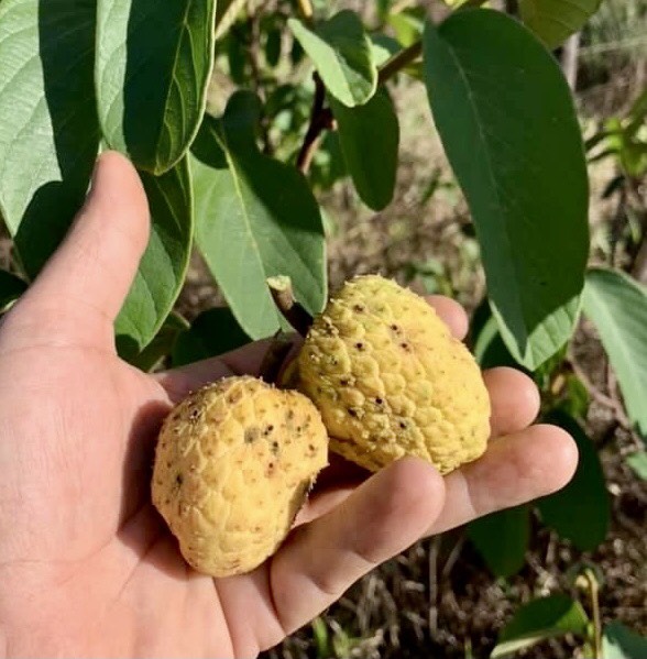 Araticunzinho (Annona tomentosa) - 1 fresh potted seedling / 1 frisch getopfter Sämling Araticunzinho (Annona tomentosa) - 1 fresh potted seedling / 1 frisch getopfter Sämling