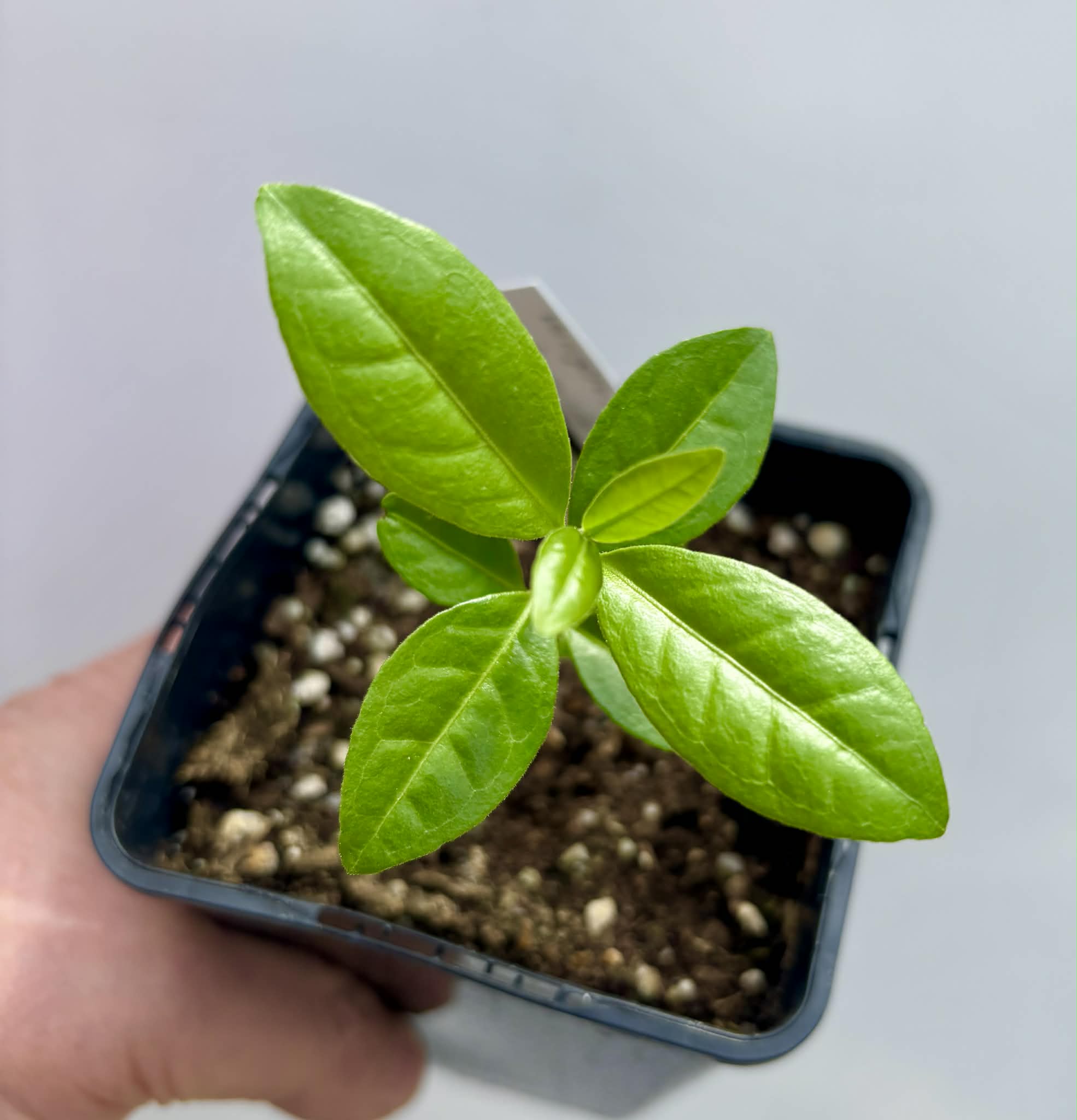 Psidium sp Anacardium -  1 potted seedling / 1 getopfter Sämling
