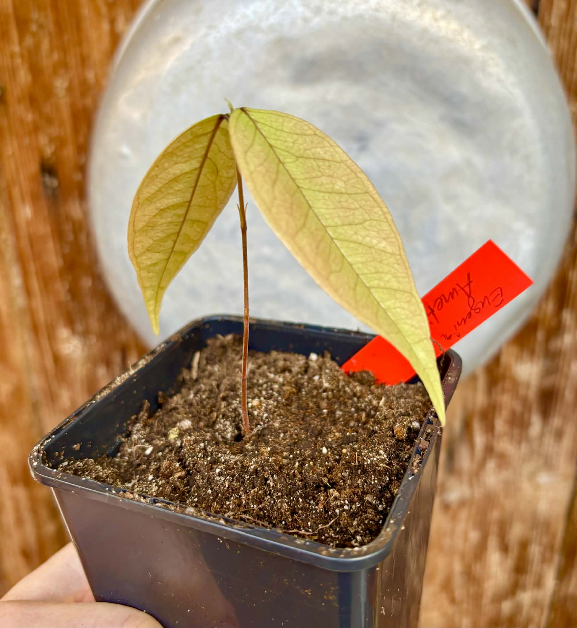 Eugenia sp Ametista - 1 potted seedling / 1 getopfter Sämling