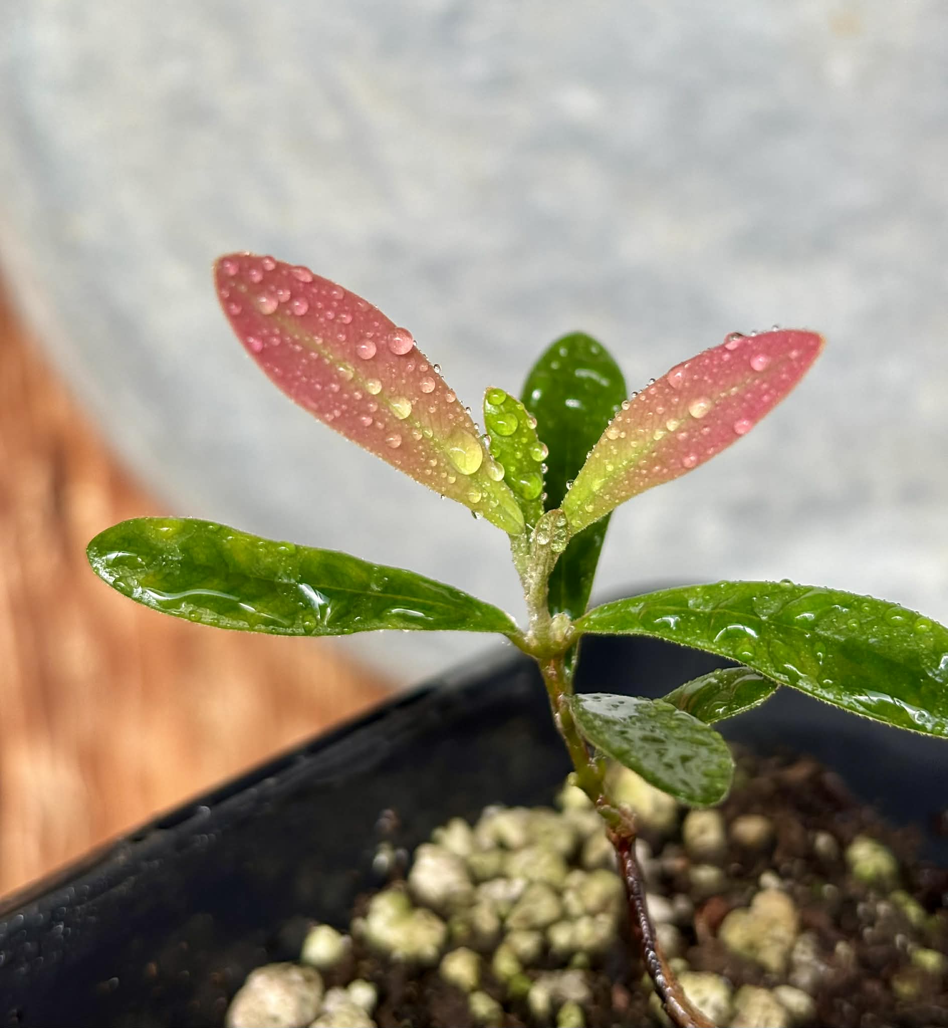 Myrcia luschnathiana -  1 potted seedling / 1 getopfter Sämling