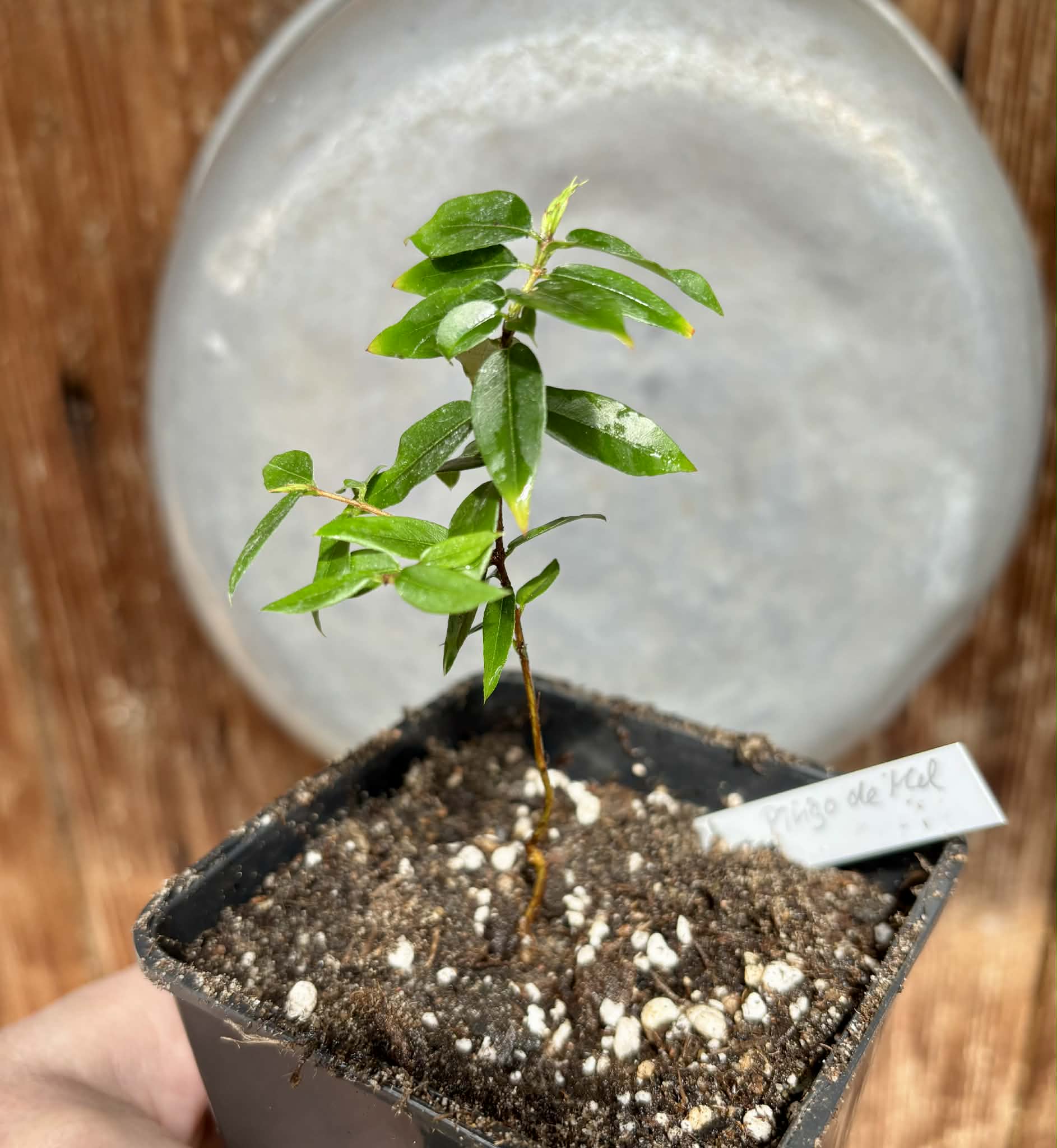 Jaboticaba - Plinia sp Pingo de Mel (Vilela A3) -  1 potted seedling / 1  getopfter Sämling