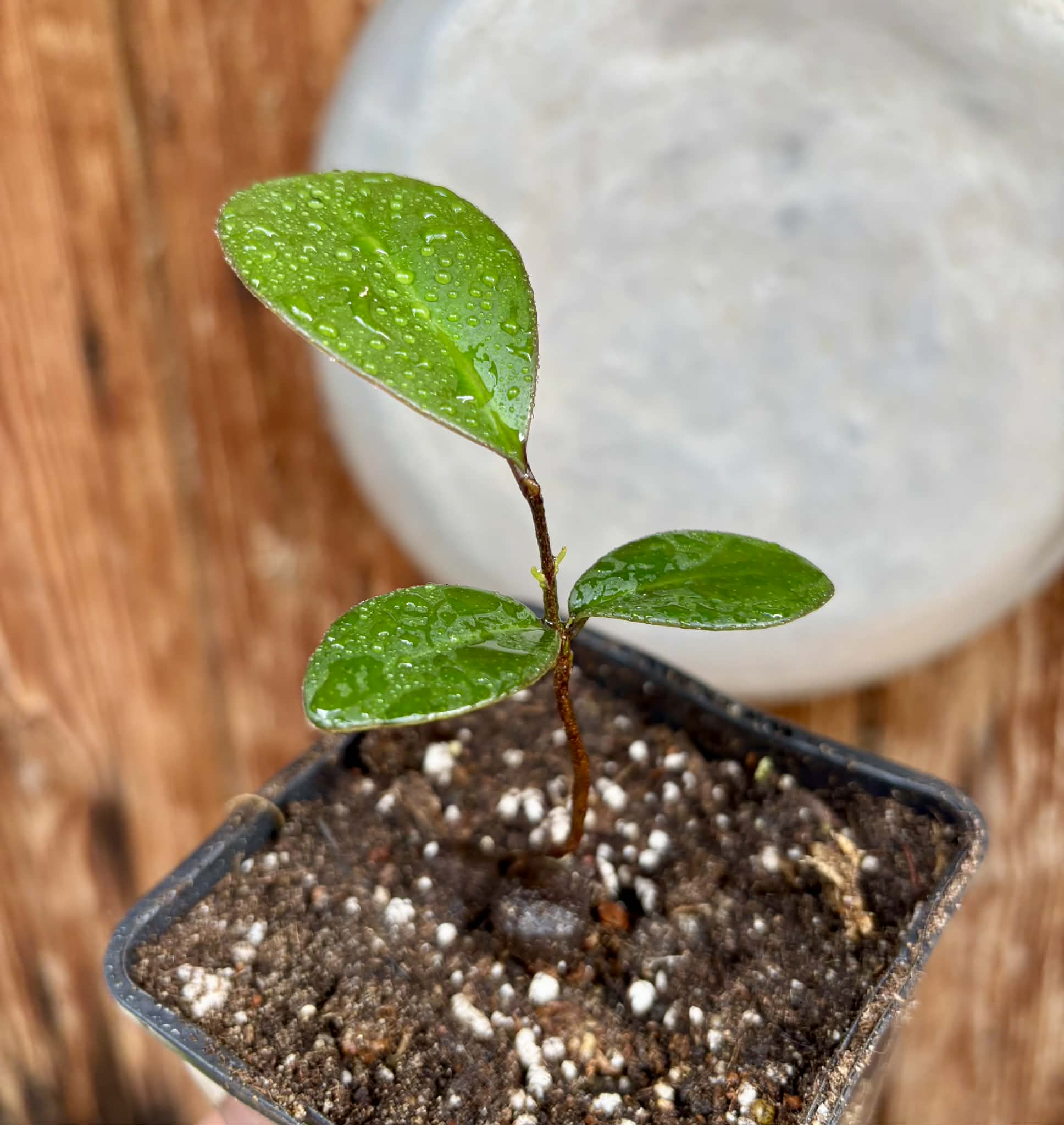 Eugenia sp Pindoca - 1 potted seedling / 1 getopfter Sämling