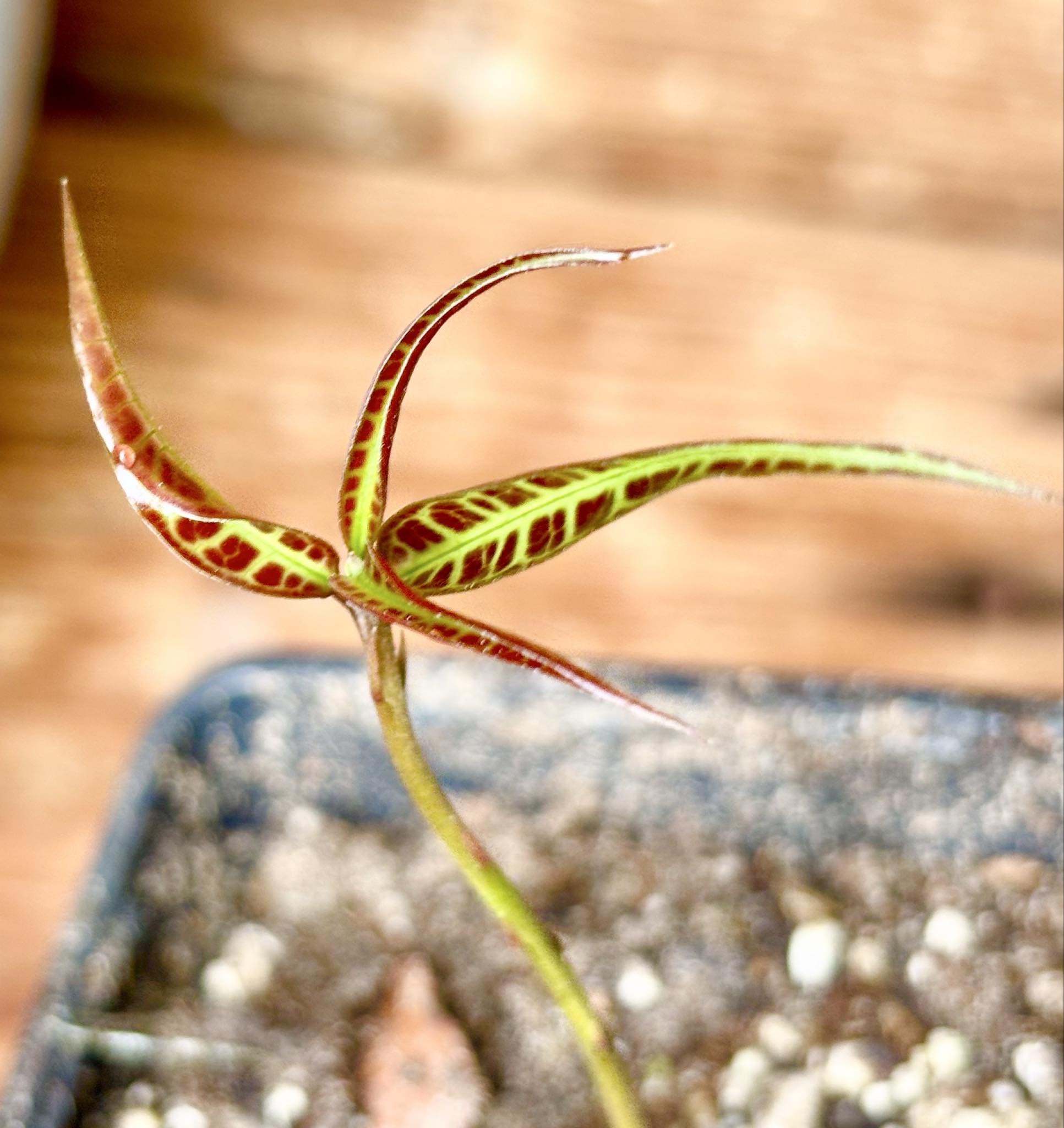Eugenia sp Labisia -  1 potted seedling / 1 getopfter Sämling