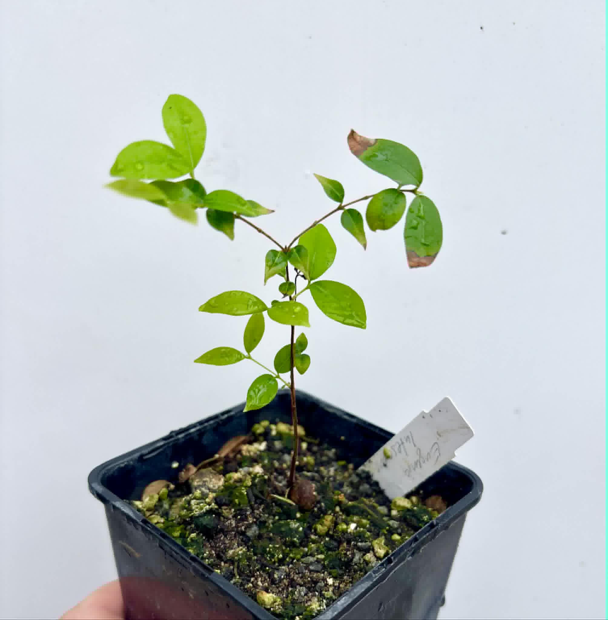 Uvaia do Campo - Eugenia lutescens -  1 potted seedling / 1 getopfter Sämling