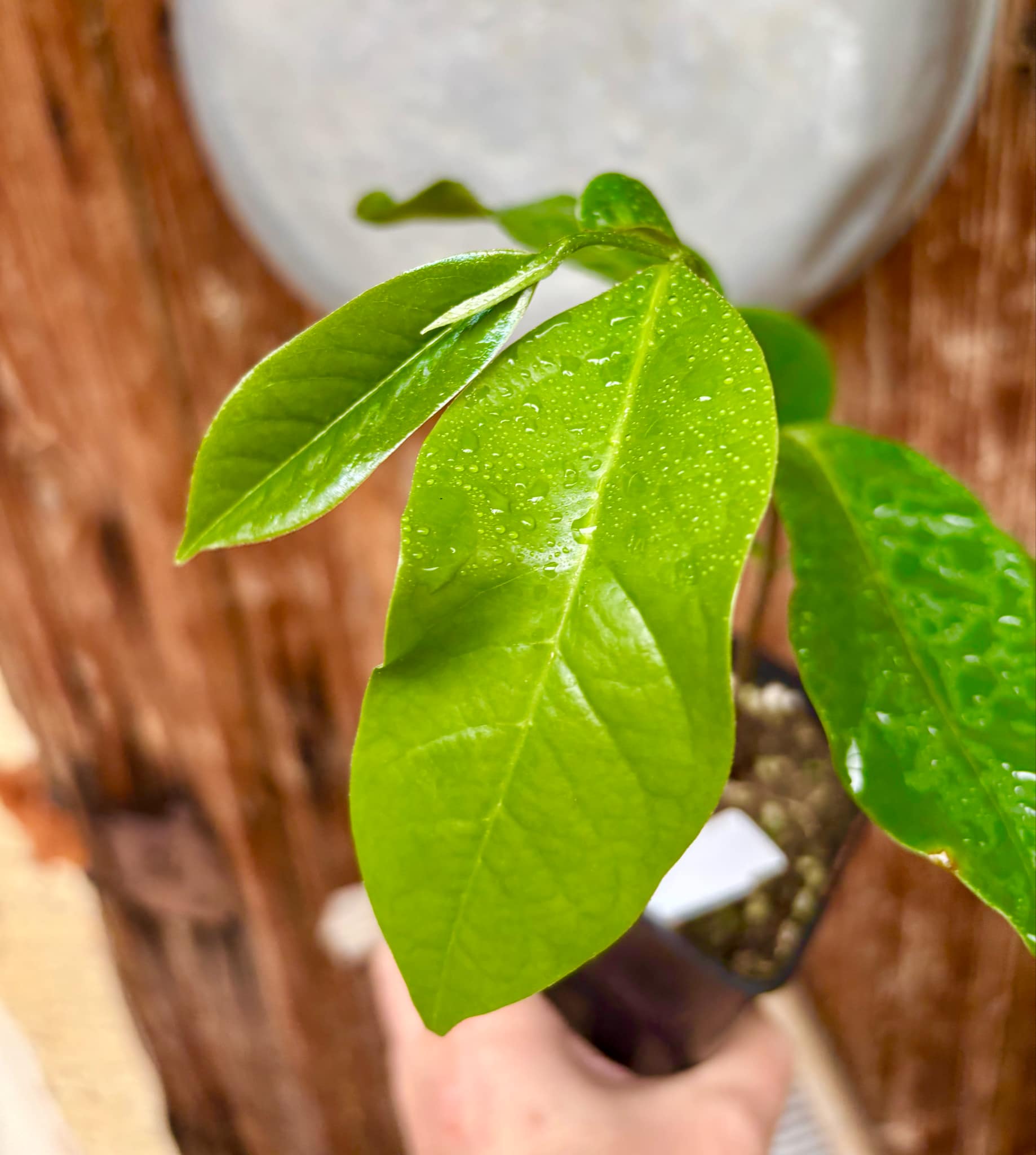 Annona montana - Mountain Soursop - 1 potted plant / 1 getopfte Pflanze