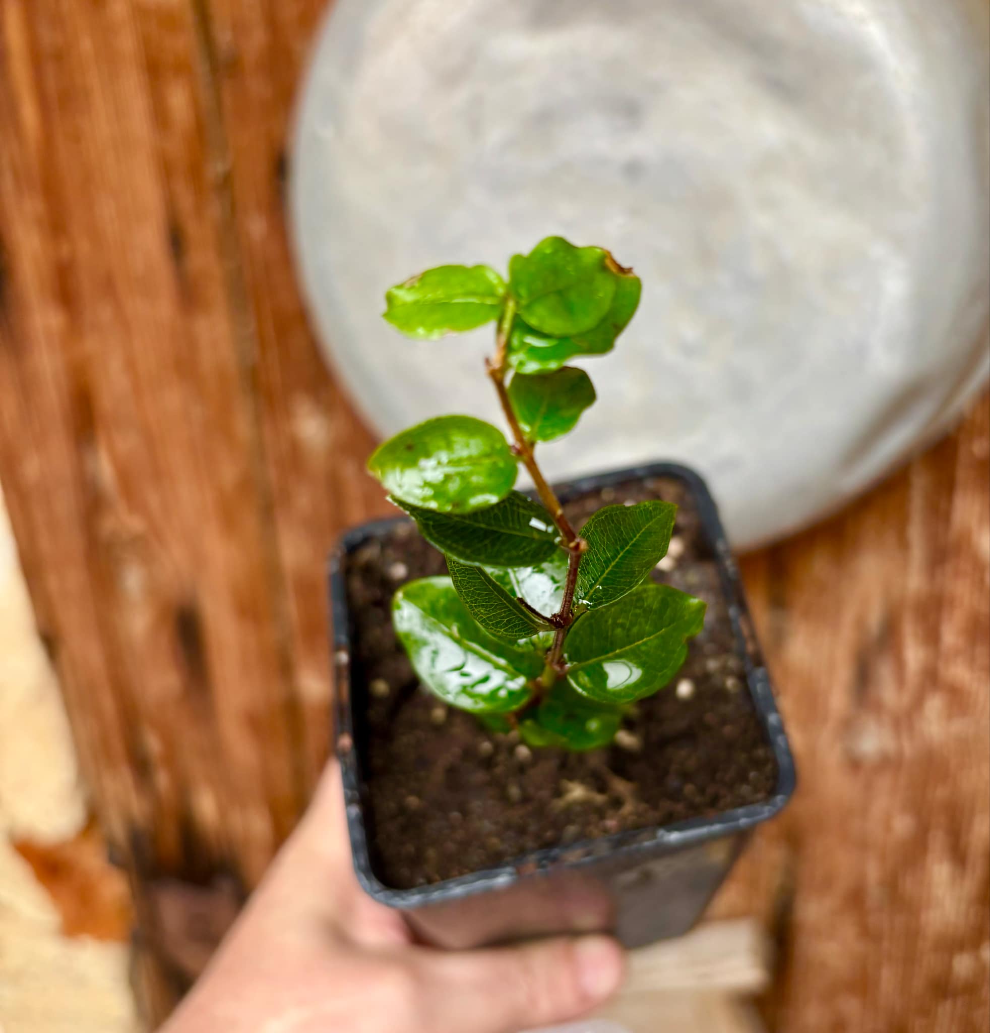 Eugenia uniflora var. Tutti Colore 1 rooted  cutting, potted / 1 bewurzelter Steckling, getopft 