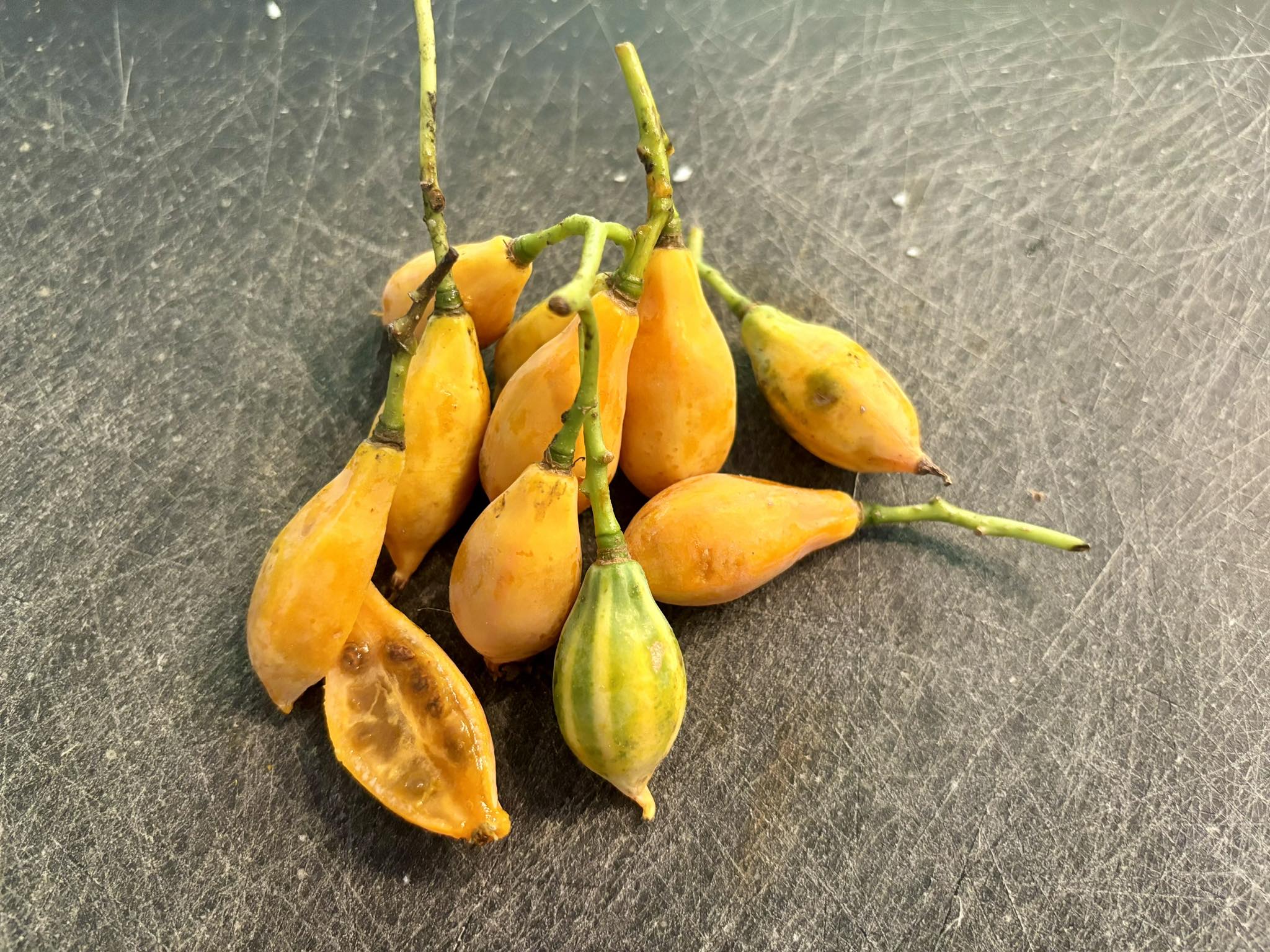 Oakleaf Papaya (Carica querzifolia) -  1 potted plant / 1 getopfte Pflanze