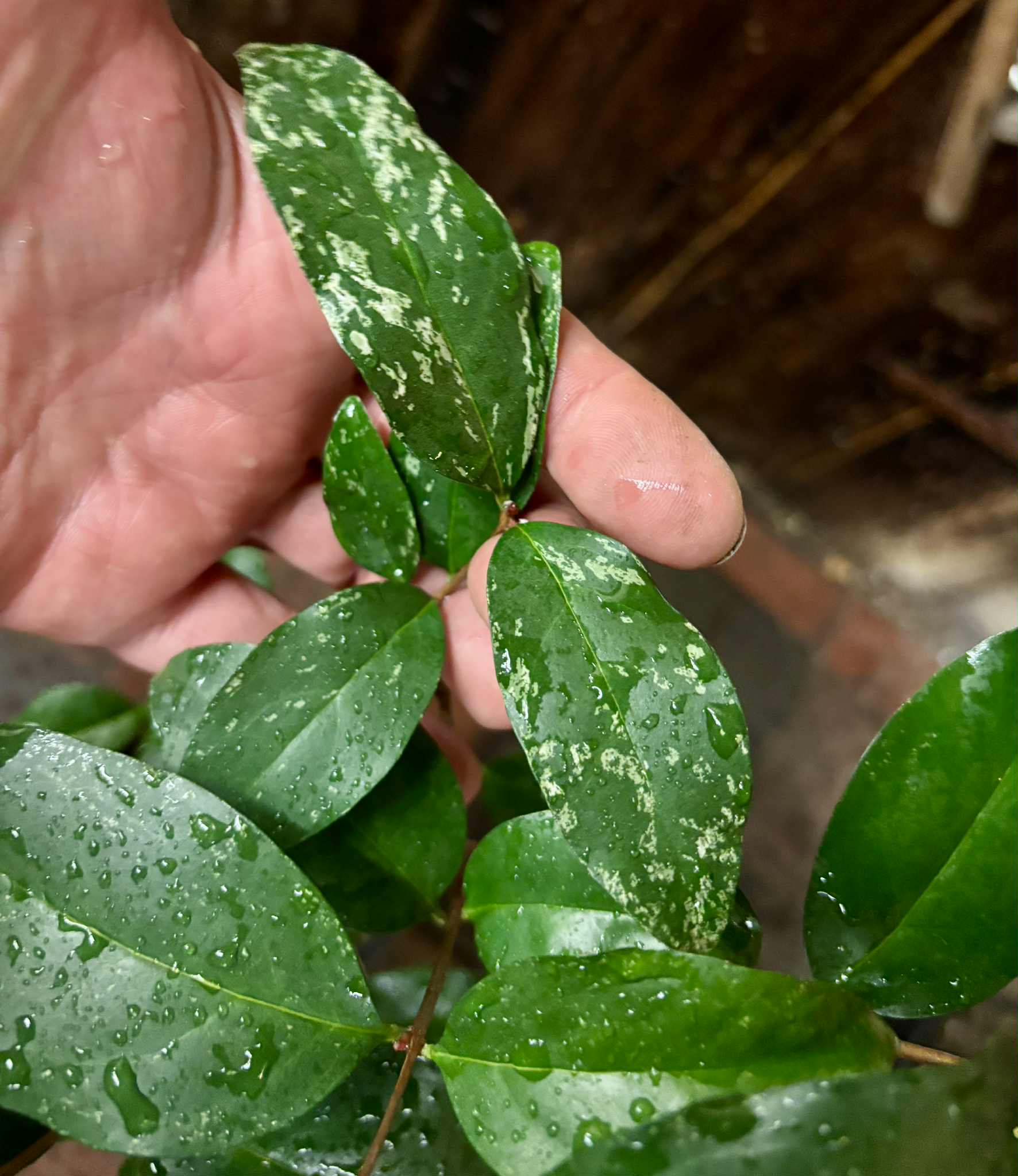 4 years old - variegated Eugenia sp Laranja Serralandia - 1 potted plant / 1 getopfte Pflanze