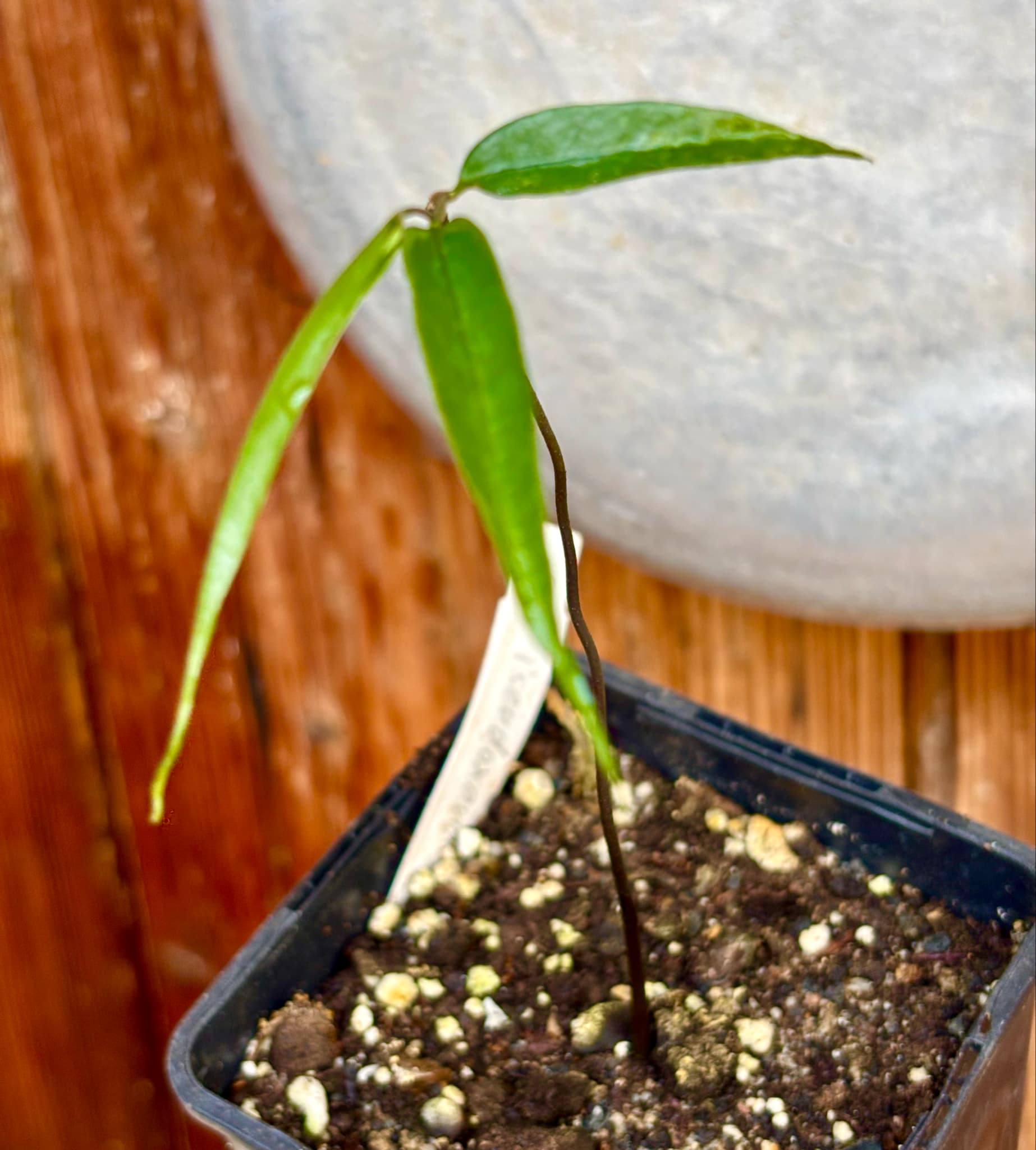 Pseudoxandra bahiensis - 1 small potted seedling / 1 kleiner, getopfter Sämling