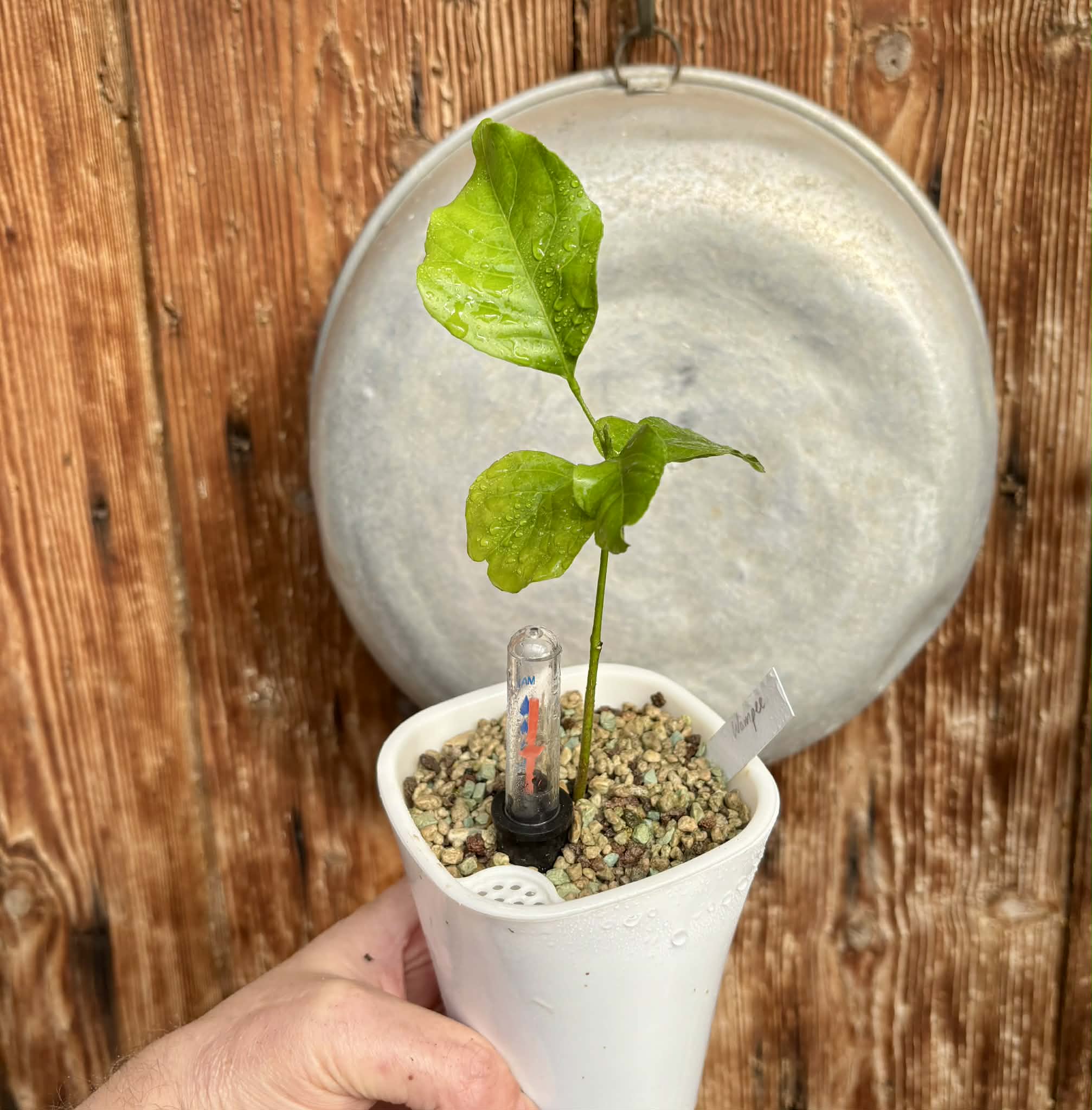 Wampee (Clausena lansium) - 1 potted seedling / 1 getopfter Sämling