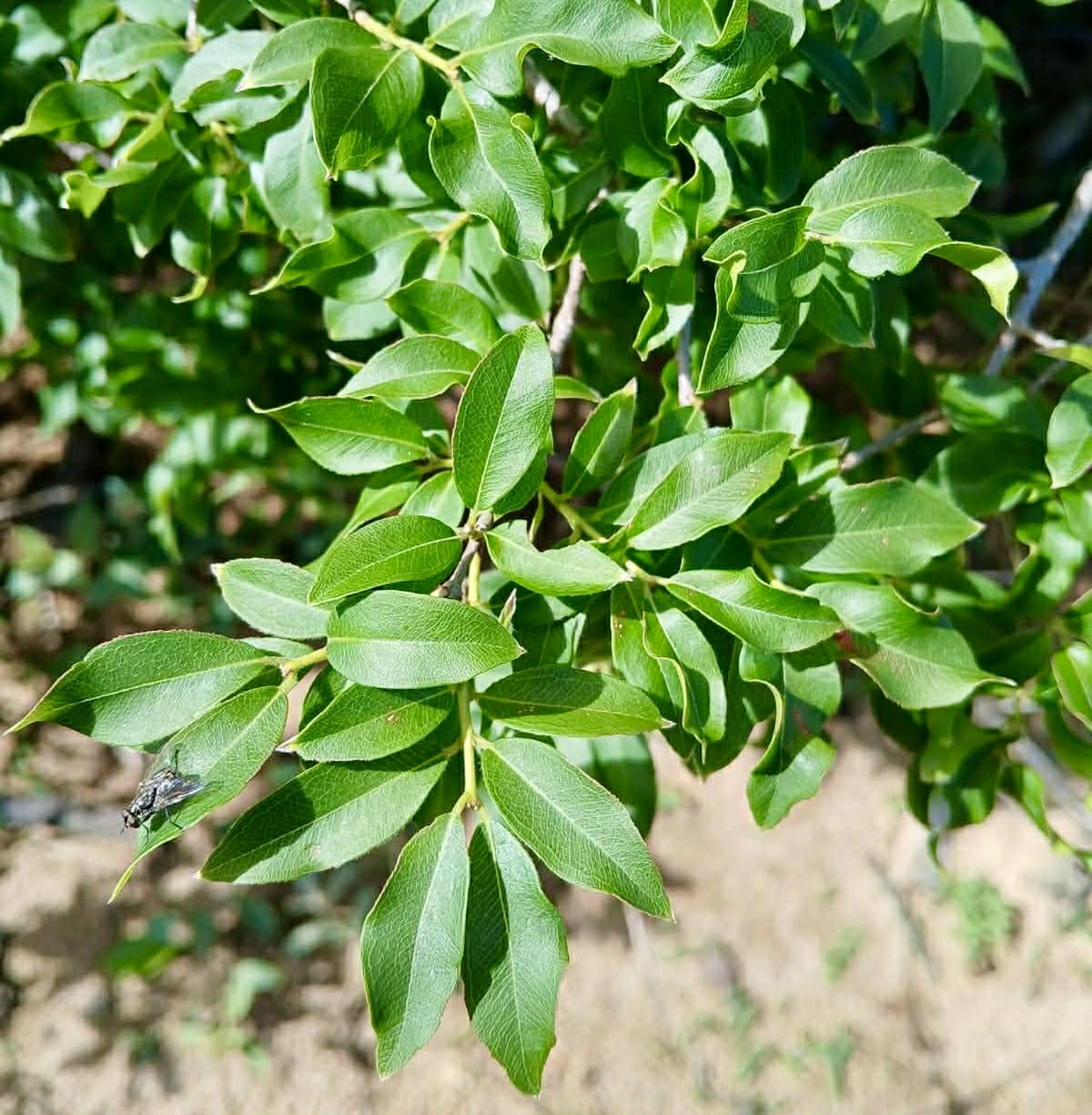 Pre Order - Plinia sp Tabuia -  1 fresh seed / 1 frischer Samen