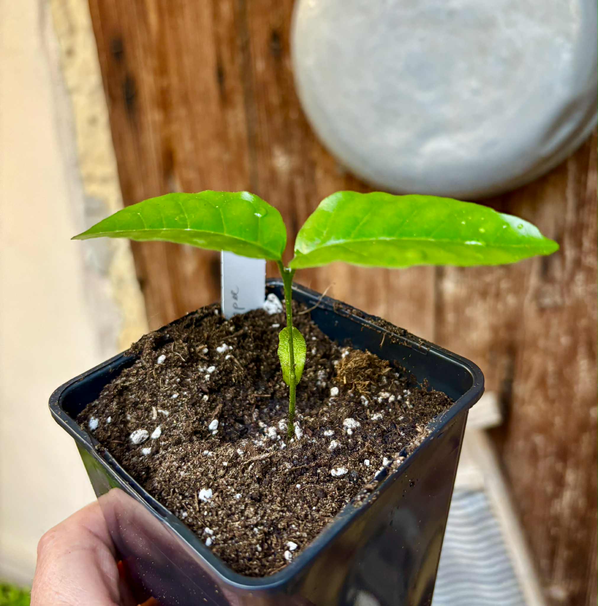 Wampee (Clausena lansium) - 1 small potted seedling / 1 kleiner, getopfter Sämling