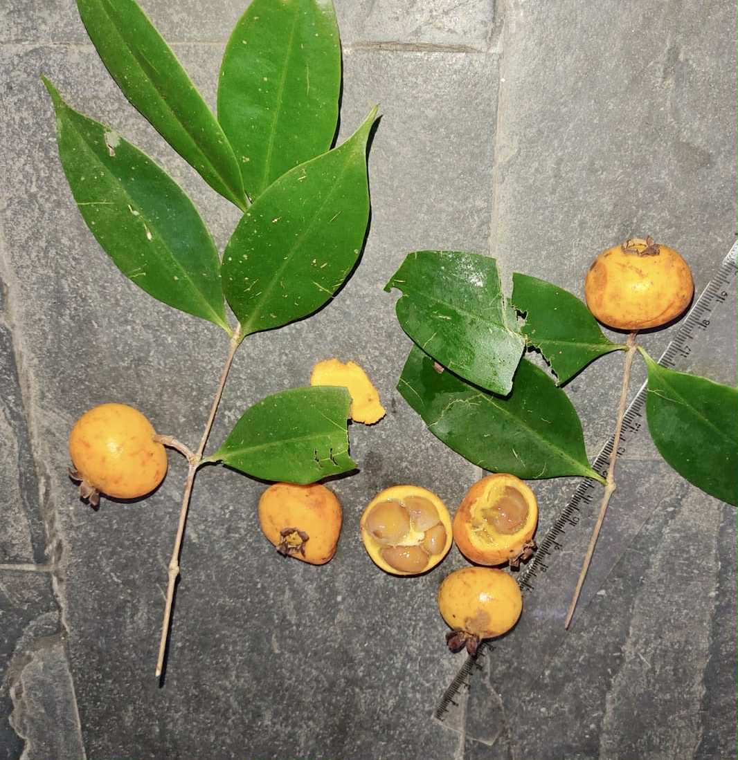 Mouriri sp doramela - 1 germinated seed / 1 gekeimter Samen