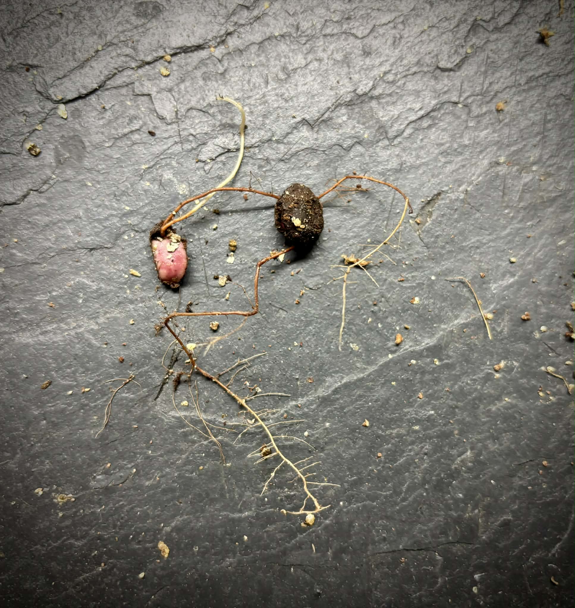 Jaboticaba Acu Paulista (Plinia cauliflora var Acu Paulista) - 1 germinated seed / 1 gekeimter Samen