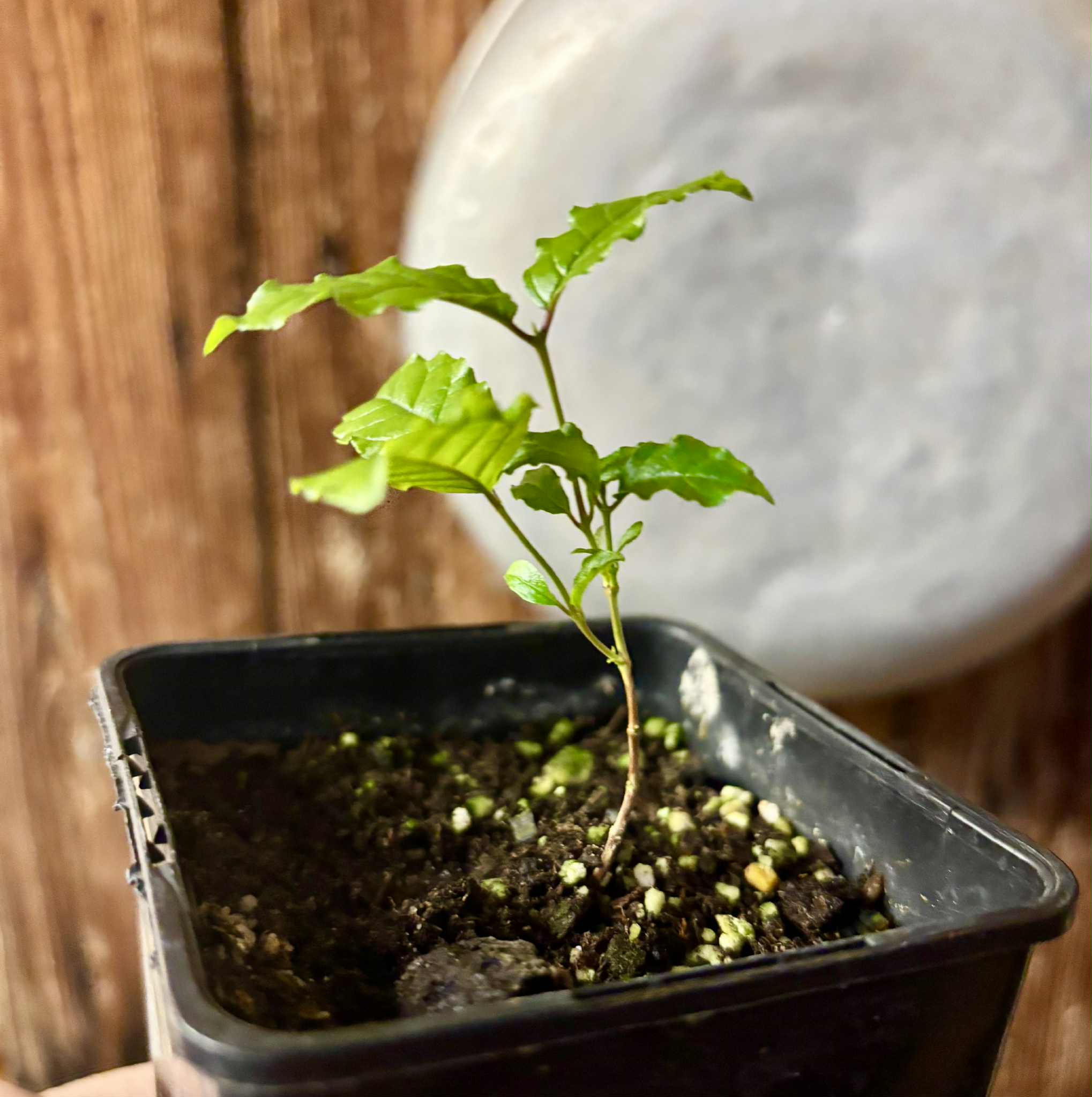 Campomanesia xanthocarpa var. littoralis - 1 small potted seedling / 1 kleiner, getopfter Sämling