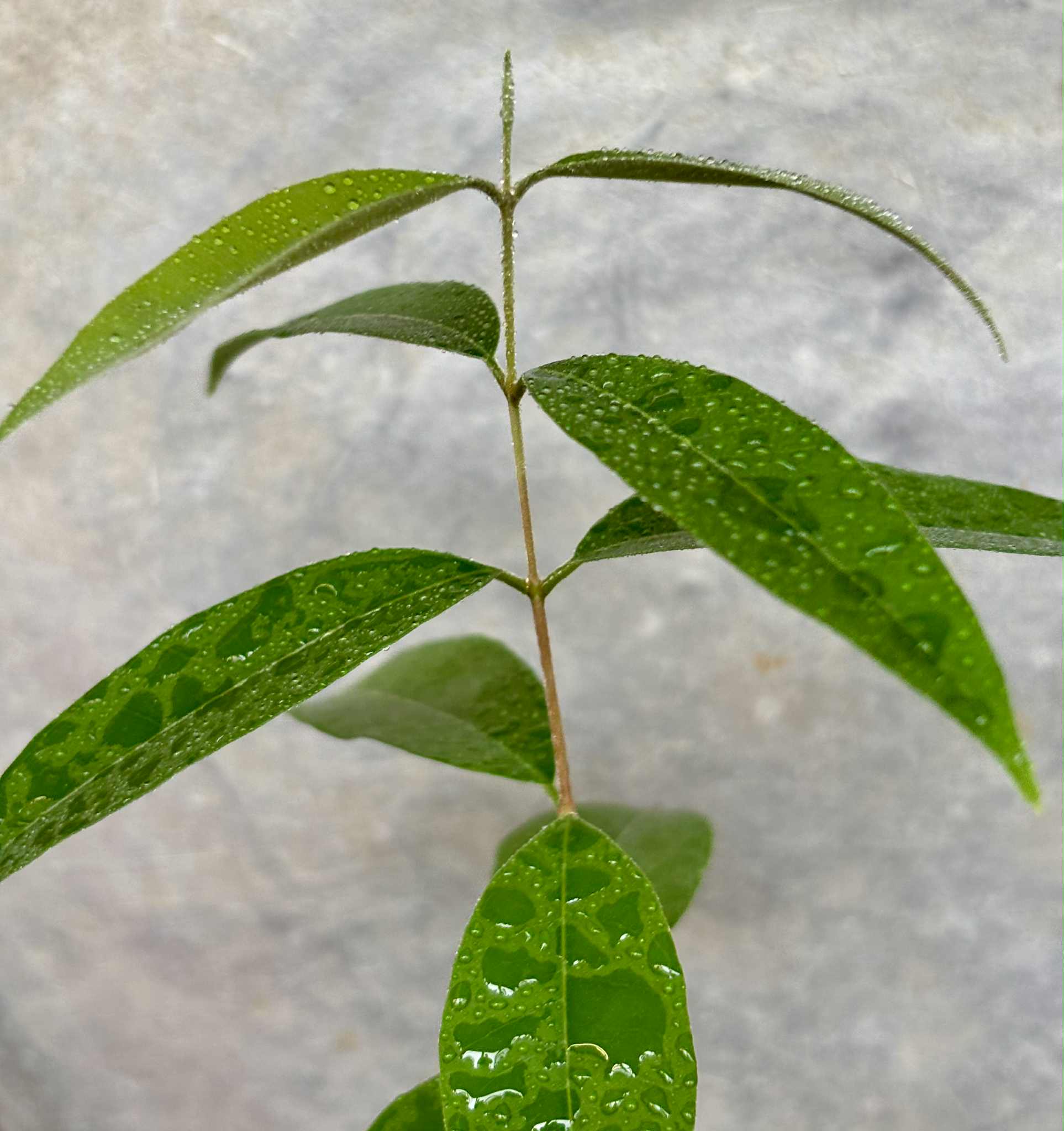 Uvaia do Visconde (Eugenia beaurepairiana) - 1 potted seedling / 1 getopfter Sämling