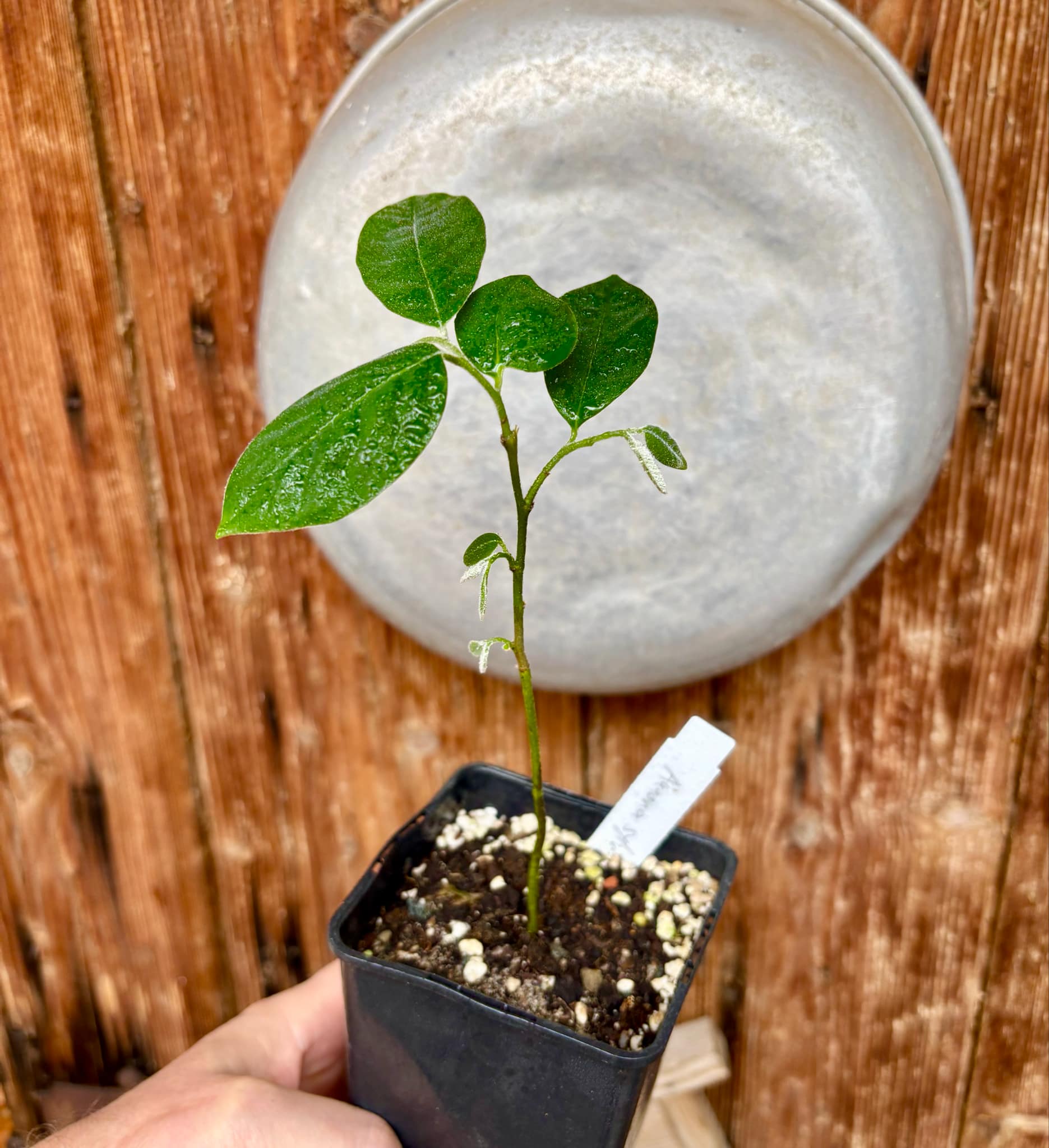 Annona sylvatica - 1 potted plant / 1 getopfte Pflanze