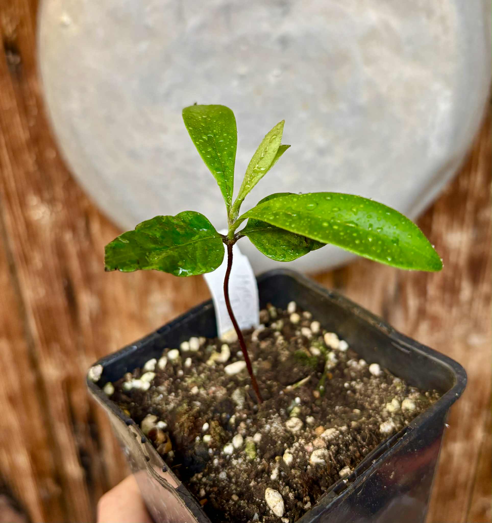 Myrcia sp Jaboticaba Bahia -  1 small potted seedling / 1 kleiner, getopfter Sämling