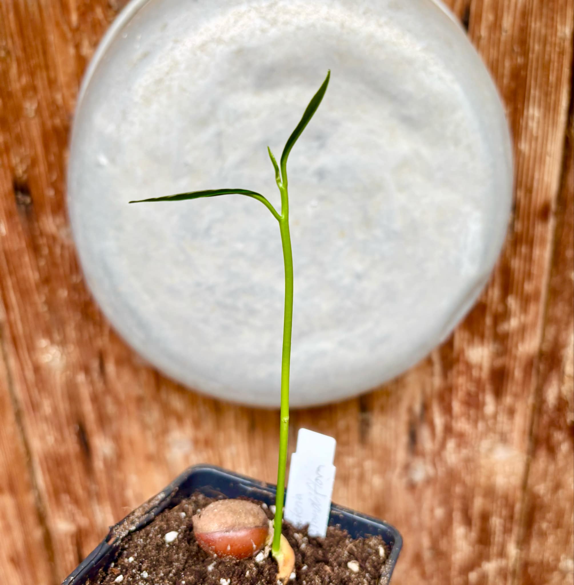 Pouteria grandiflora - 1 small potted seedling / 1 kleiner, getopfter Sämling