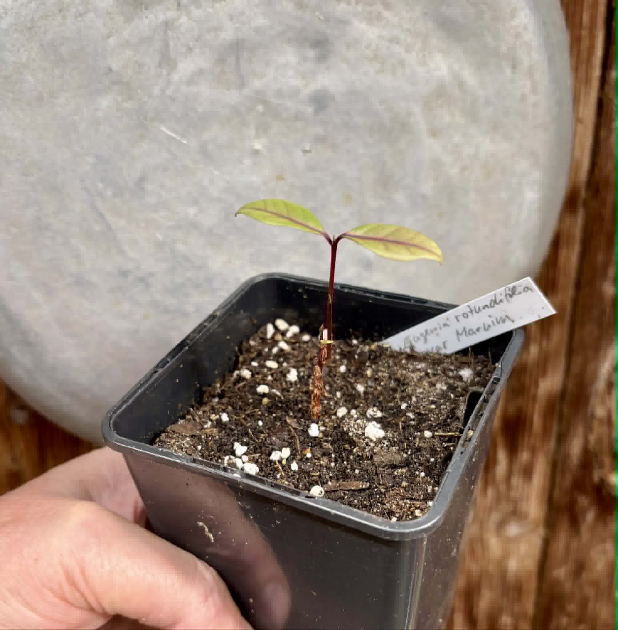 Eugenia rotundifolia var. Maruim - 1 potted seedling / 1 getopfter Sämling