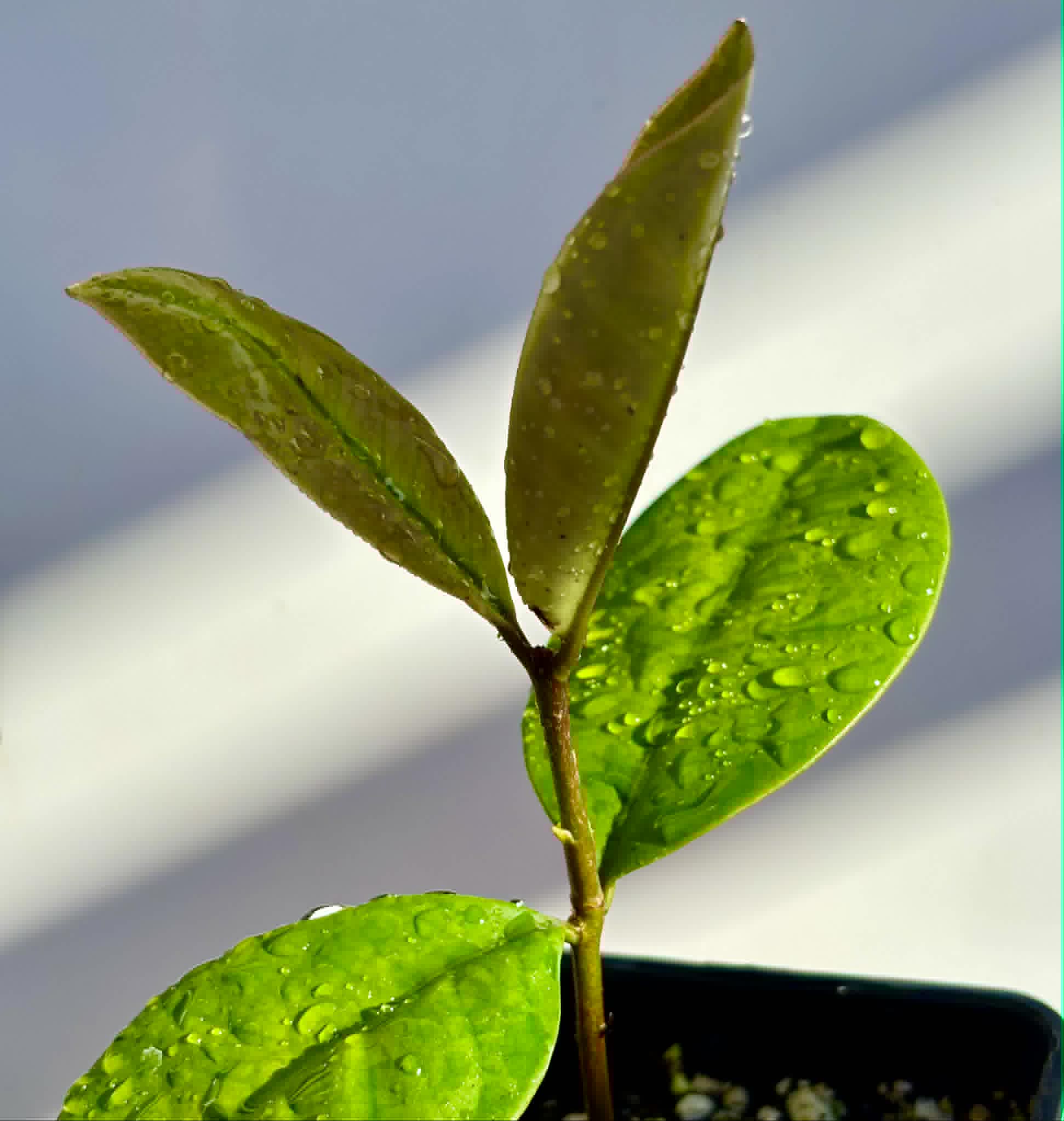 Eugenia sp Essencia negra - 1 potted seedling / 1 getopfter Sämling