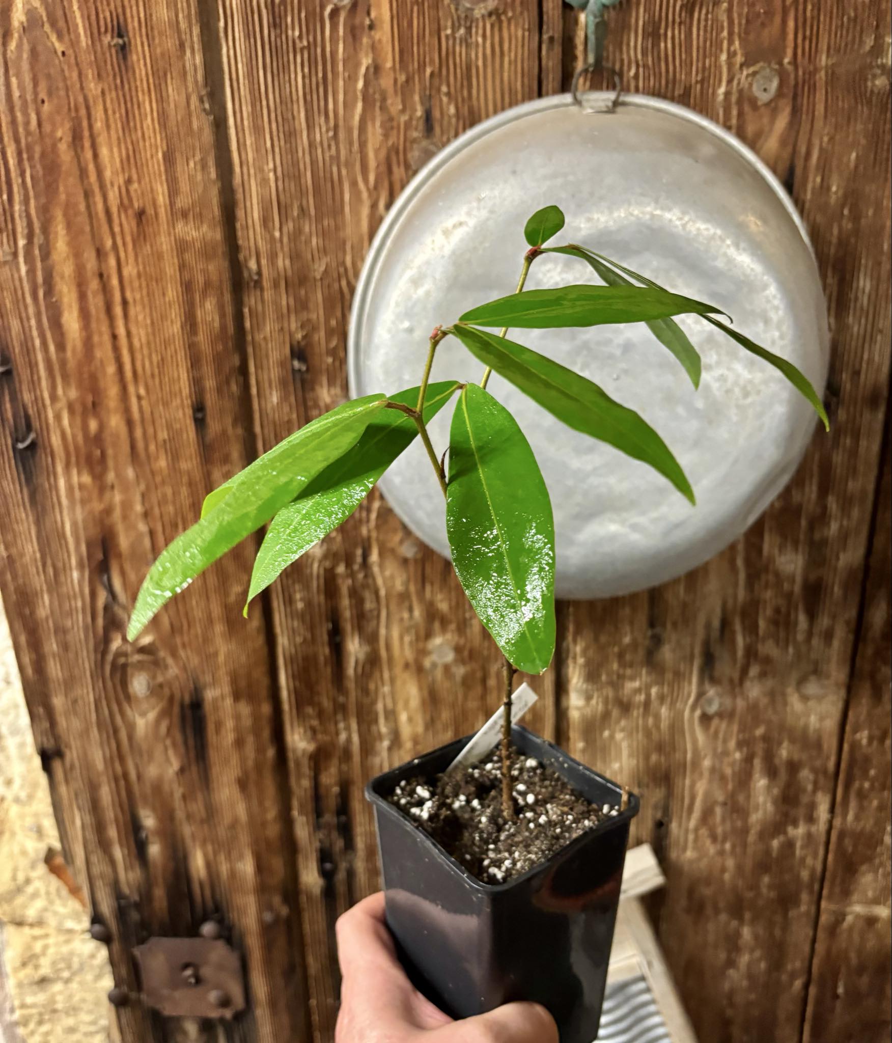 Nam Nam (Cynometra cauliflora) -  1 potted seedling / 1 getöpfter Sämling