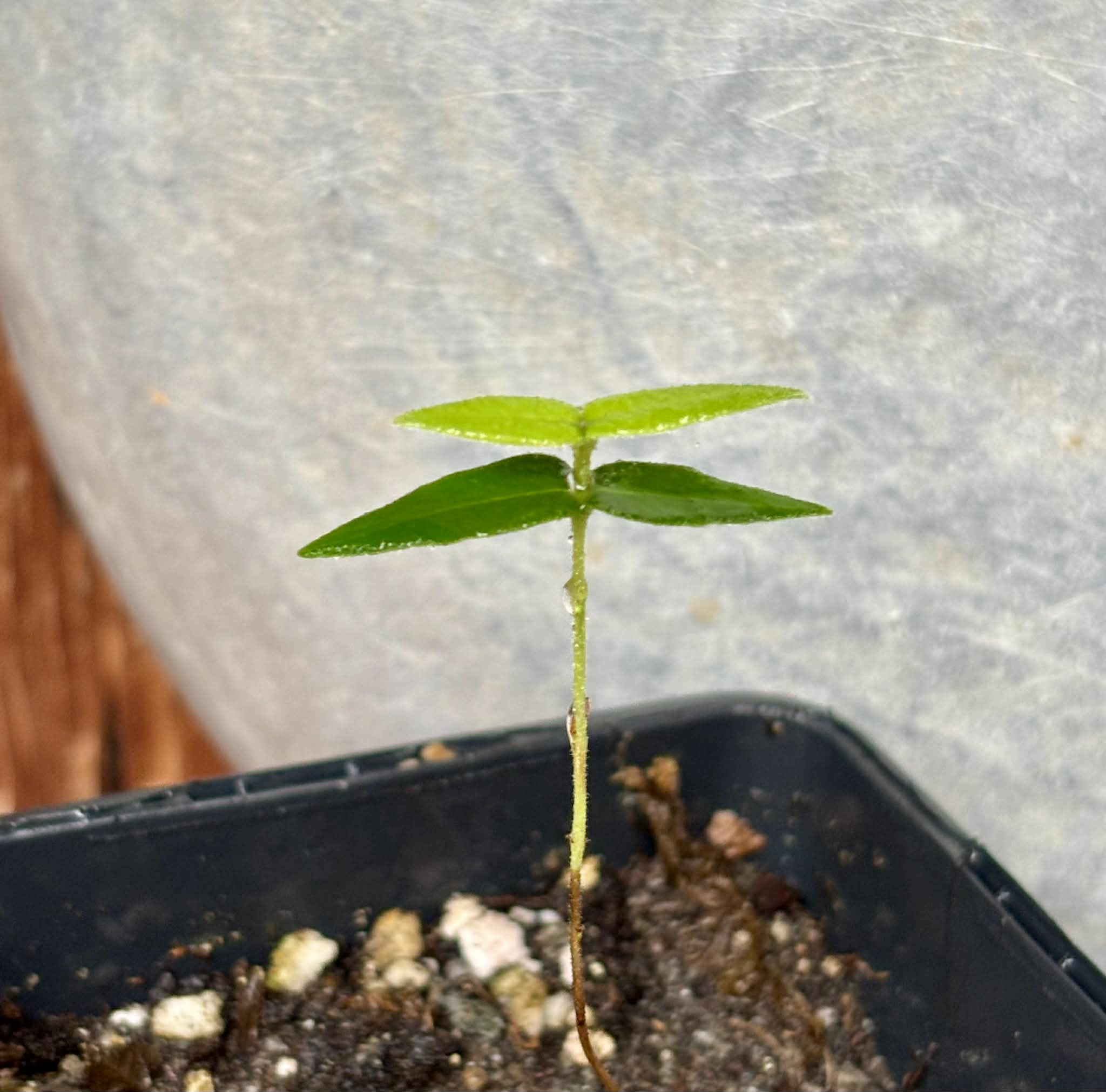 only one available - Eugenia sp Laranja Caetite -  1 potted seedling / 1 getopfter Sämling