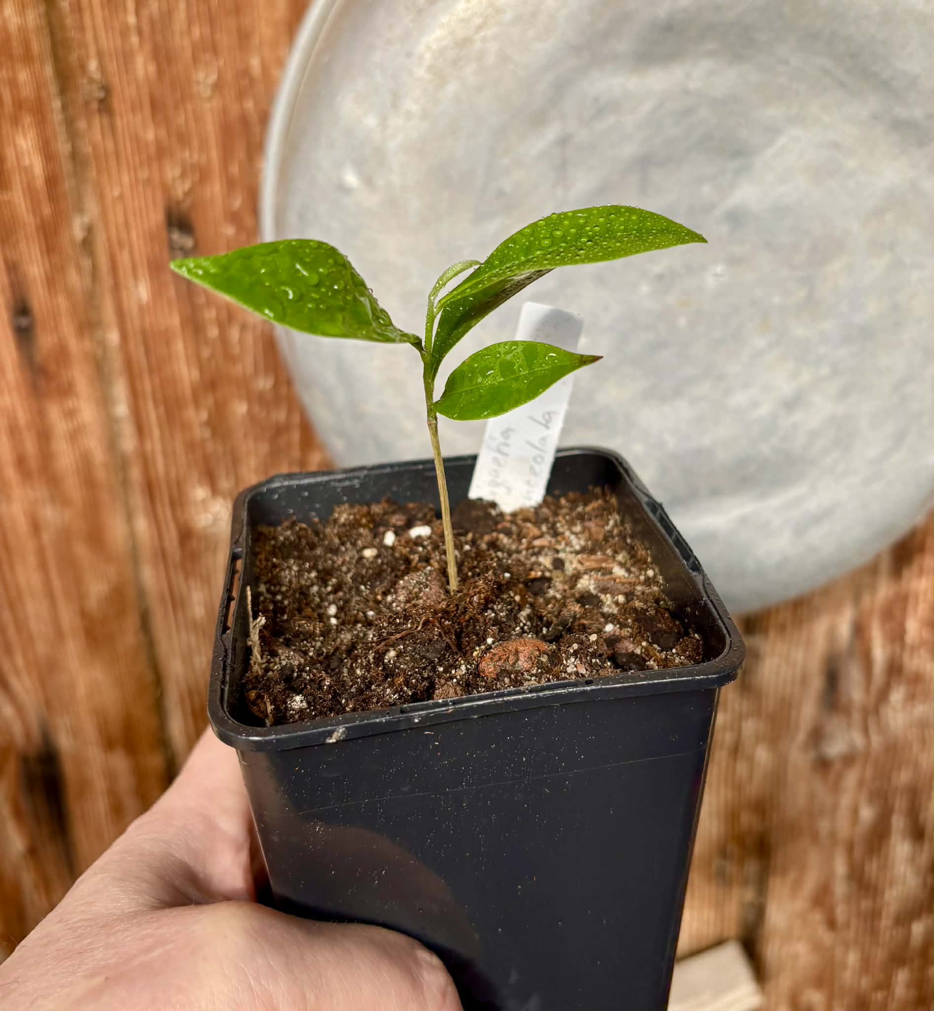 Duguetia aff. lanceolata - Pindauva Roxa -   1 potted plant / 1 getopfte Pflanze